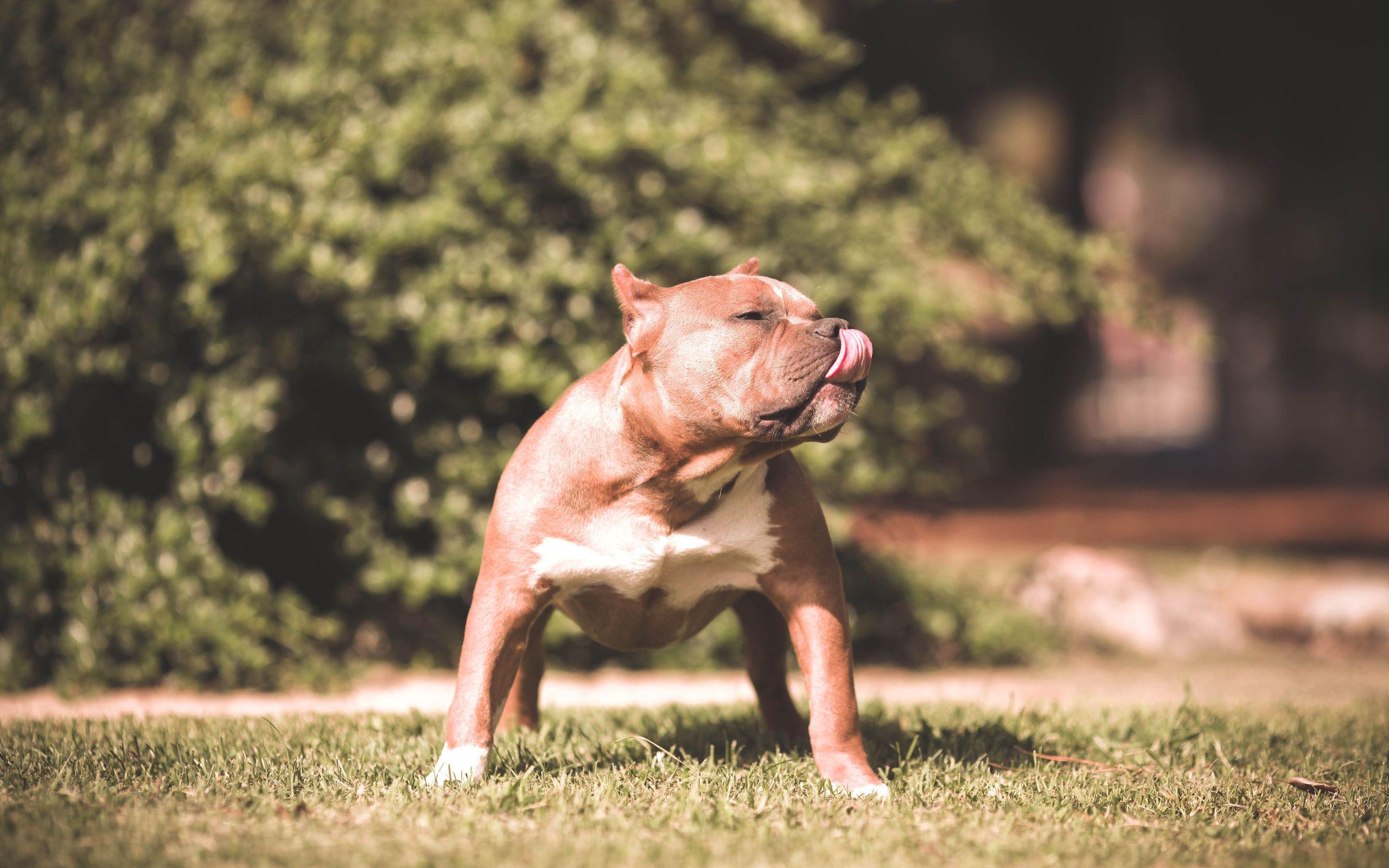 2560x1600 Pitbull Wallpaper Pitbull Lick His Nose Wallpaper Collection. Pitbulls, Pitbull dog, Scary dogs