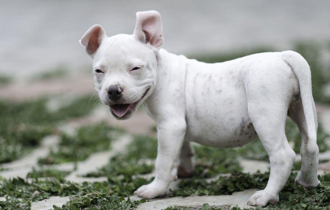 1332x850 Wallpaper smile, dog, baby, puppy, American bully image