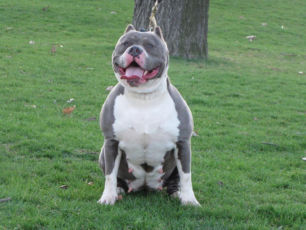 1024x768 pitbull dogs. pitbull dog wallpaper HD Pitbull Dog Wallpaper HD