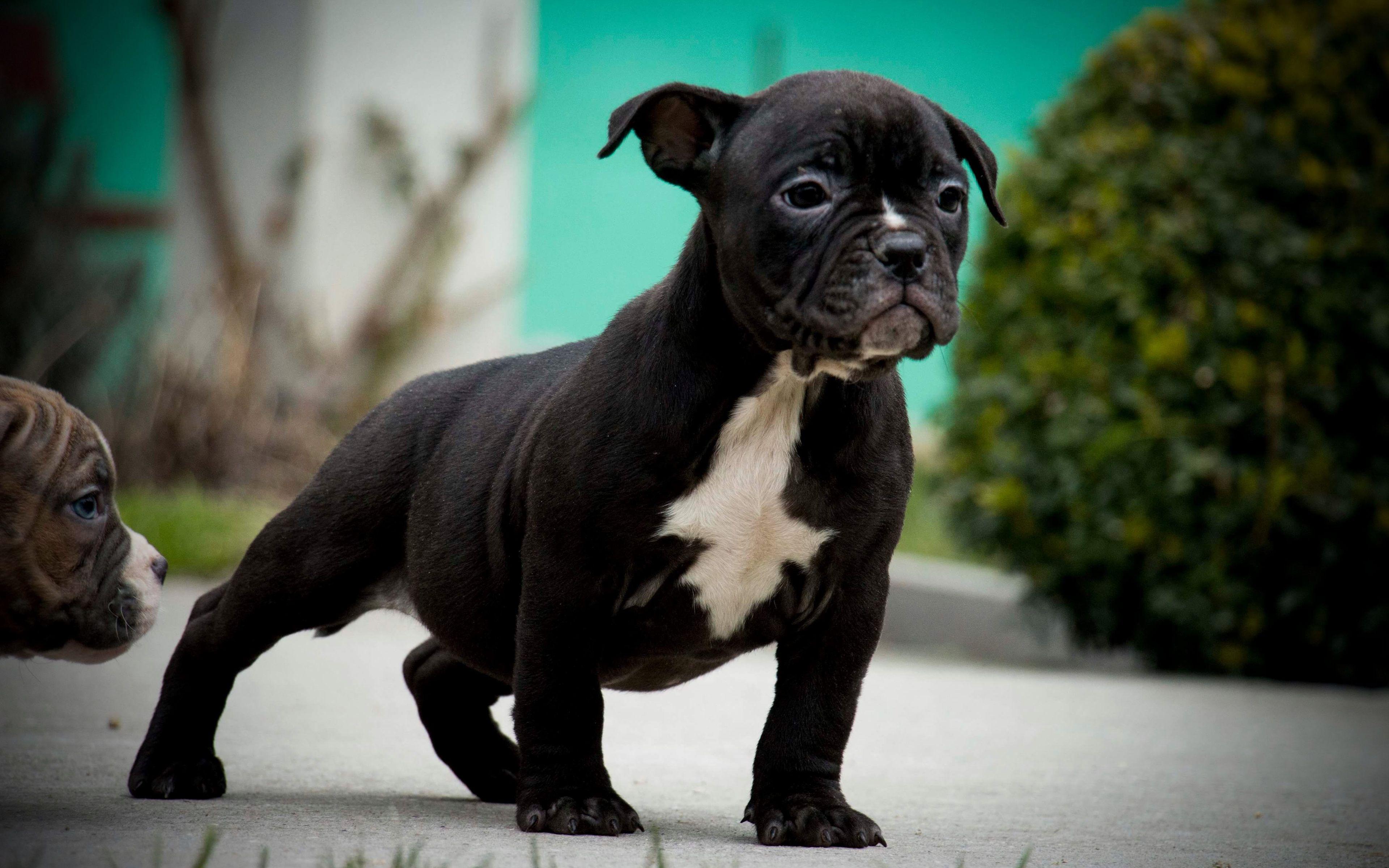 3840x2400 Download wallpaper Pocket American Bully, 4k, puppy, black dog