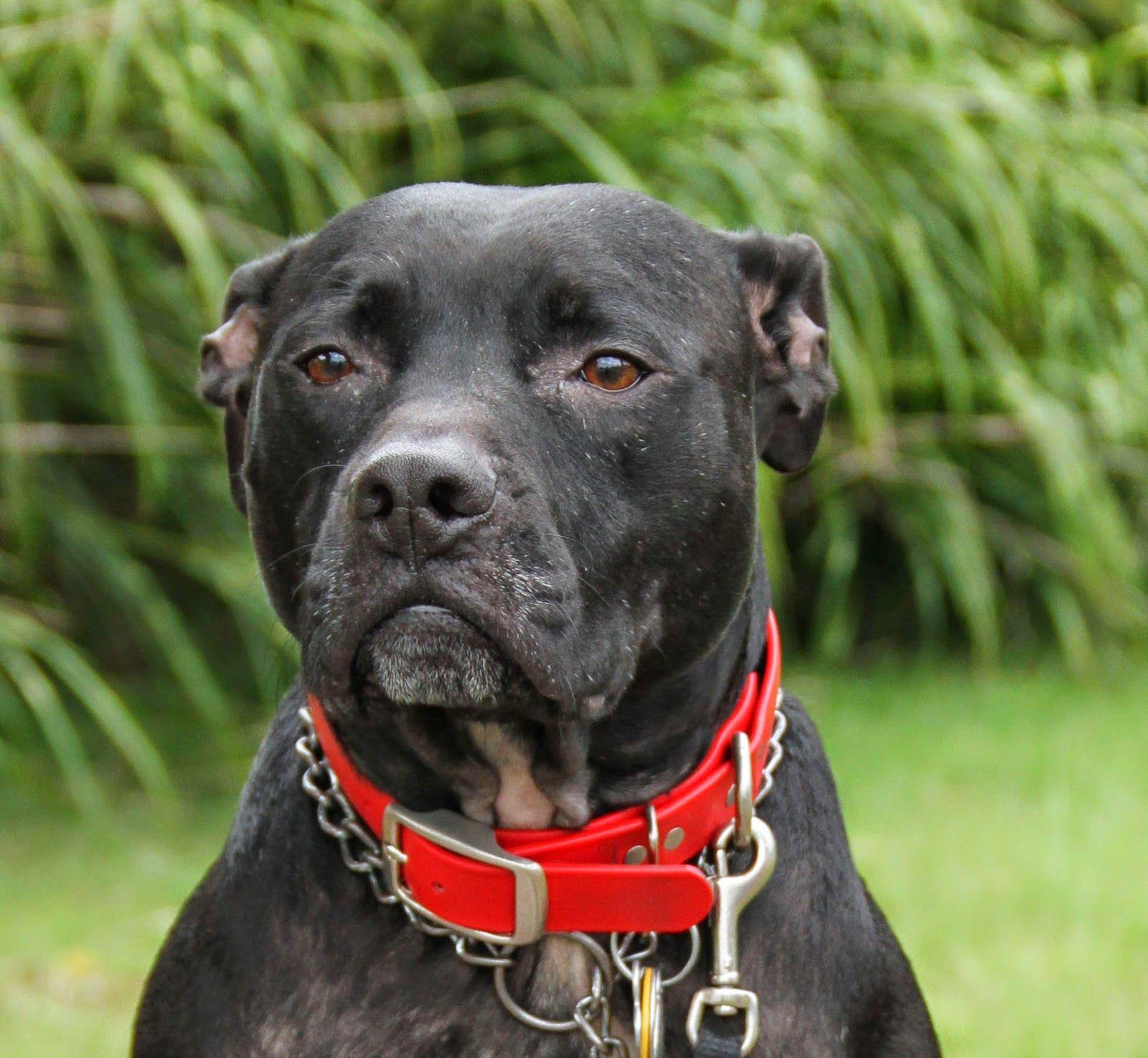 1600x1475 Pitbull Dog HD Wallpaper 1080p Dog HD Wallpaper Download