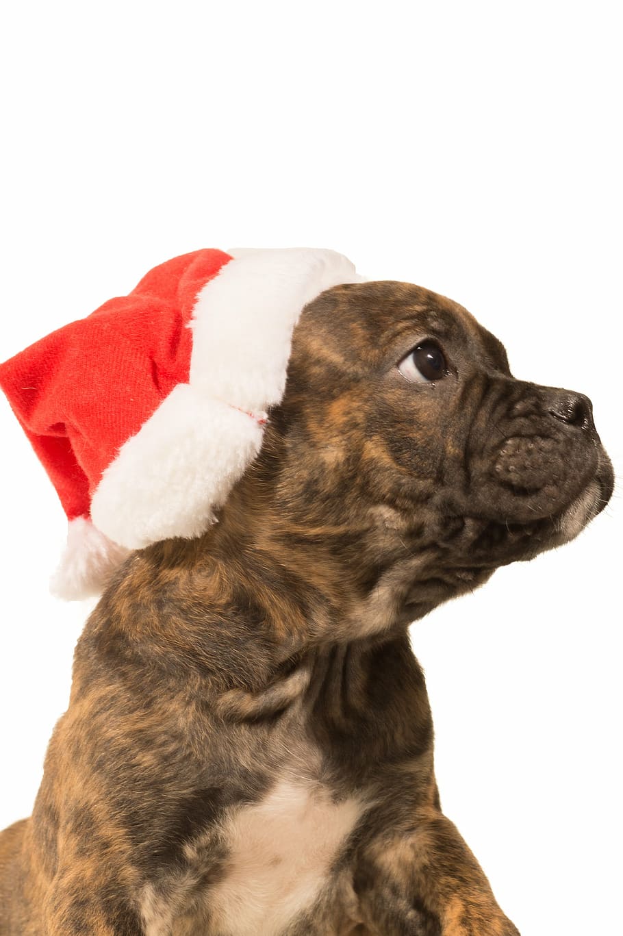 910x1367 HD wallpaper: tan brindle and white American bully puppy, bulldog