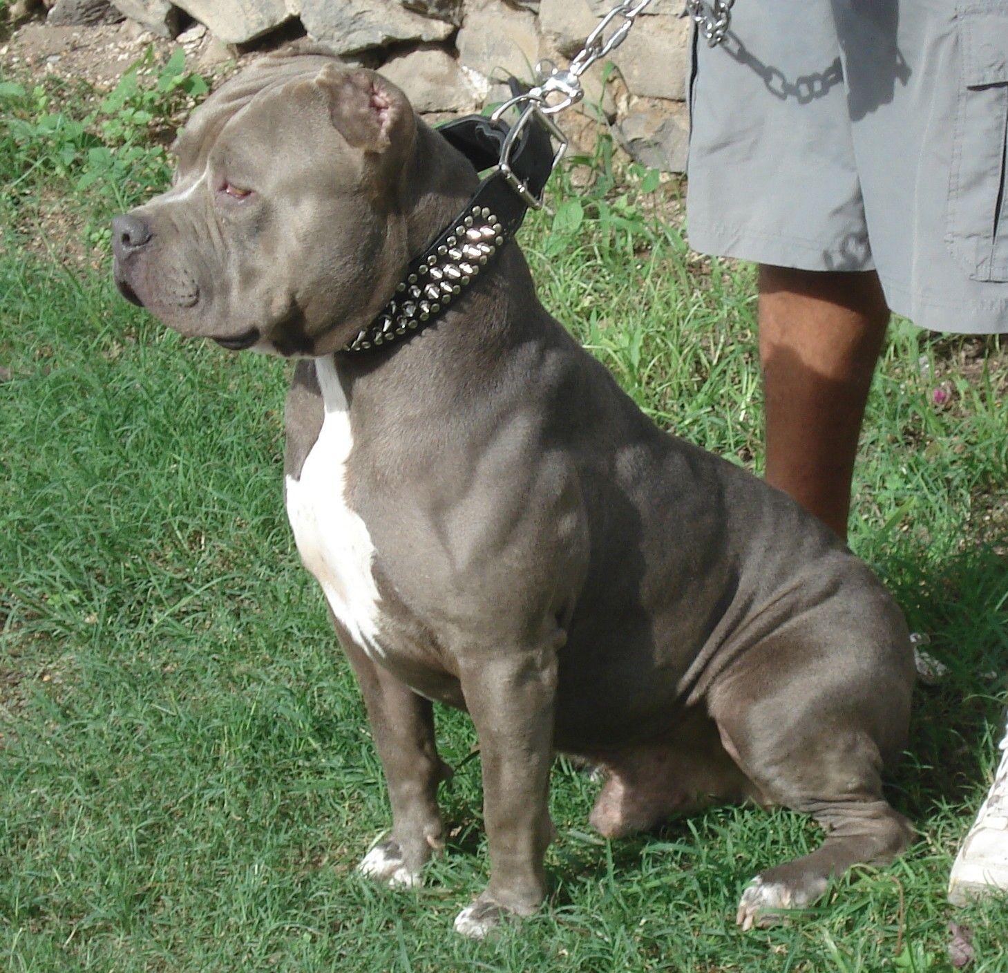 1459x1408 American Pitbull Terrier Blue, Download Wallpaper
