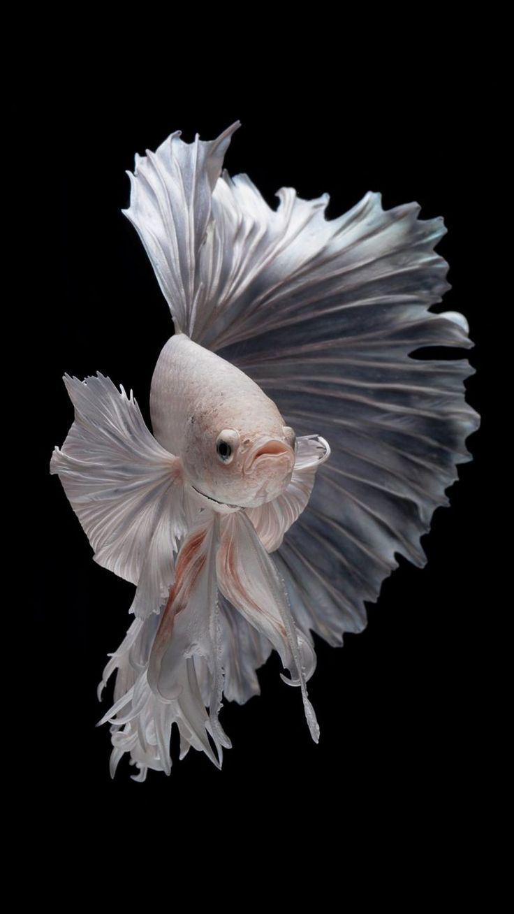 736x1308 free wallpaper for iphone 7 Betta Fish Picture (13)