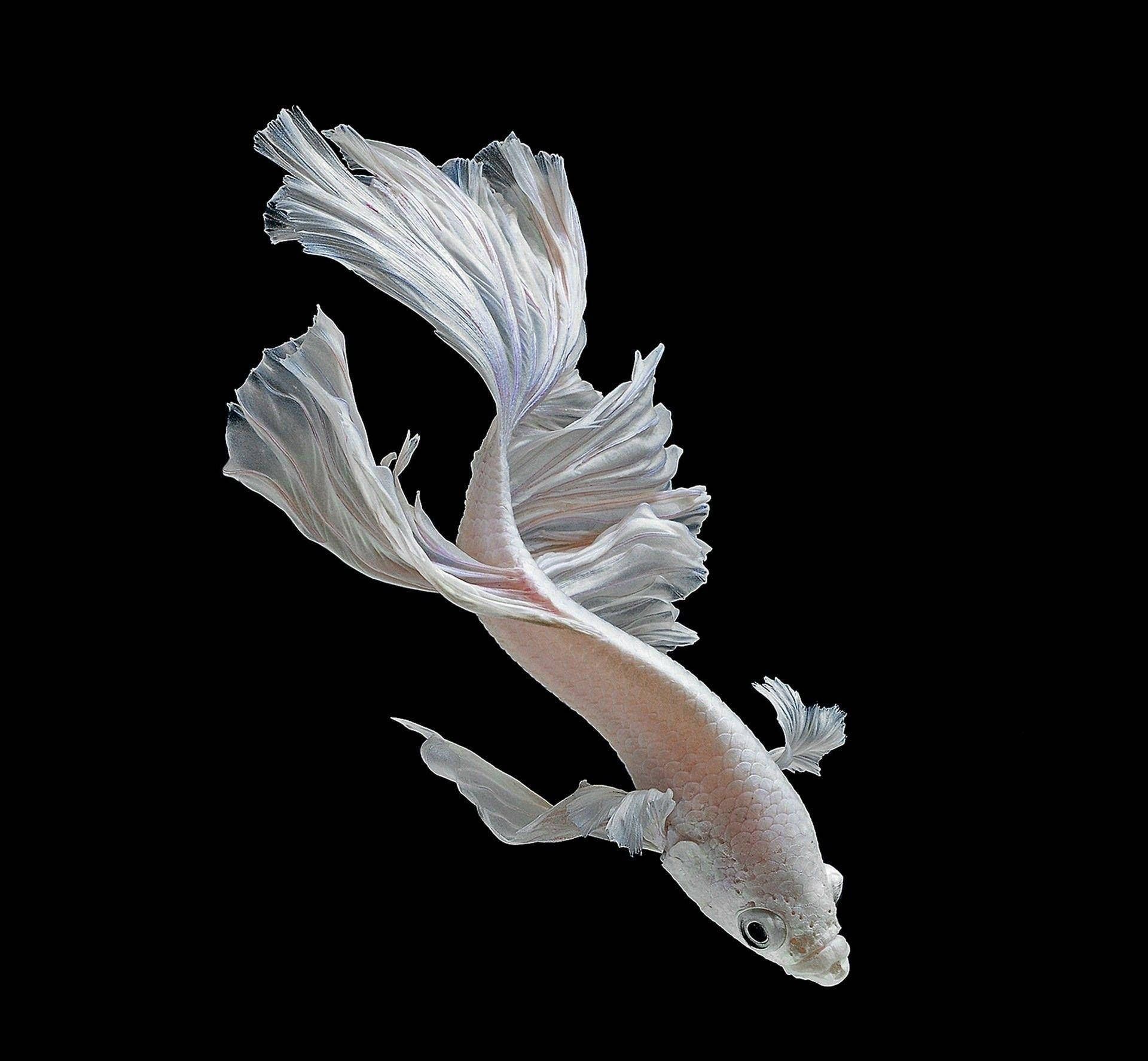 1920x1775 Download Majestic White Betta Fish Swirling in Crystal Clear Water Wallpaper