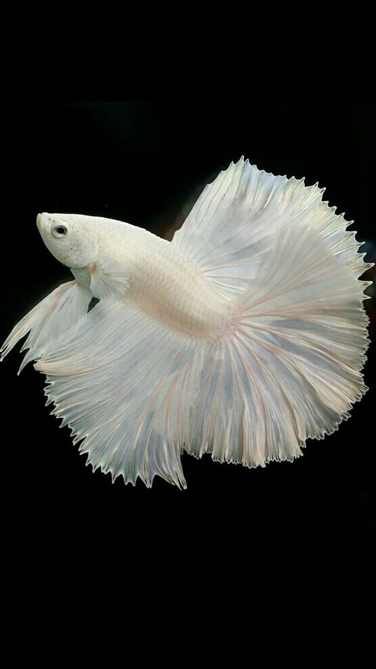736x1308 White Betta Fish Wallpaper