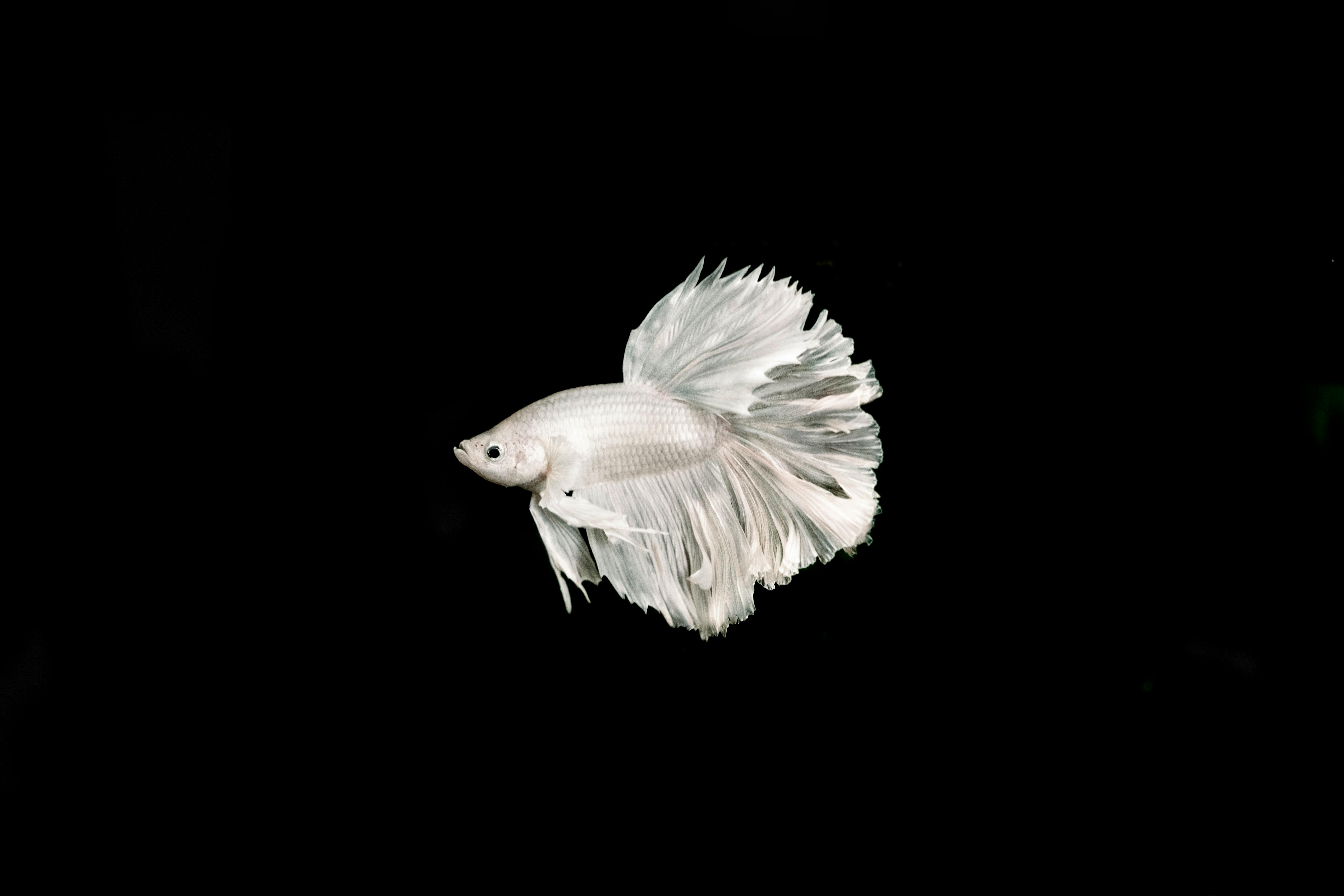 6000x4000 Silver Fish on a Black Background · Free