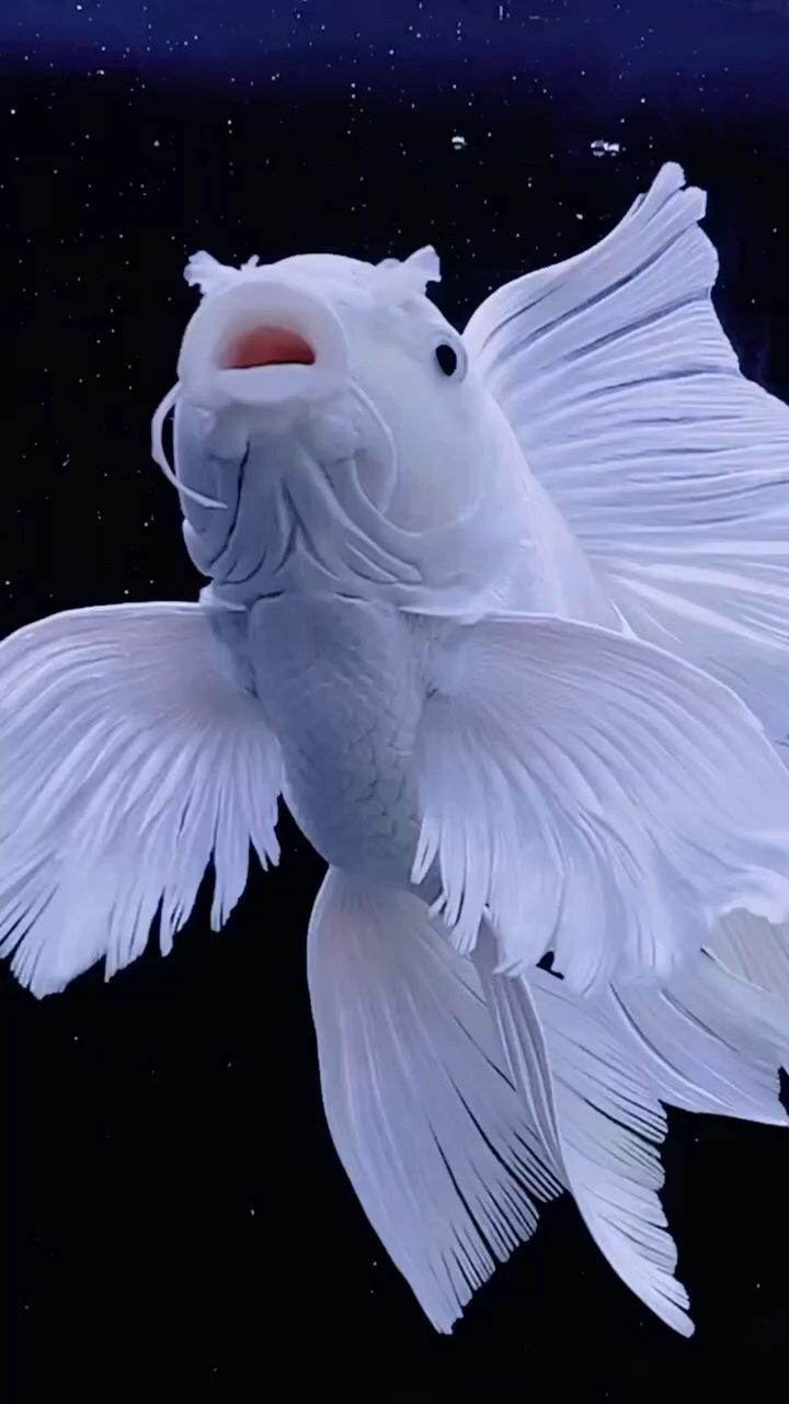 720x1280 White fish