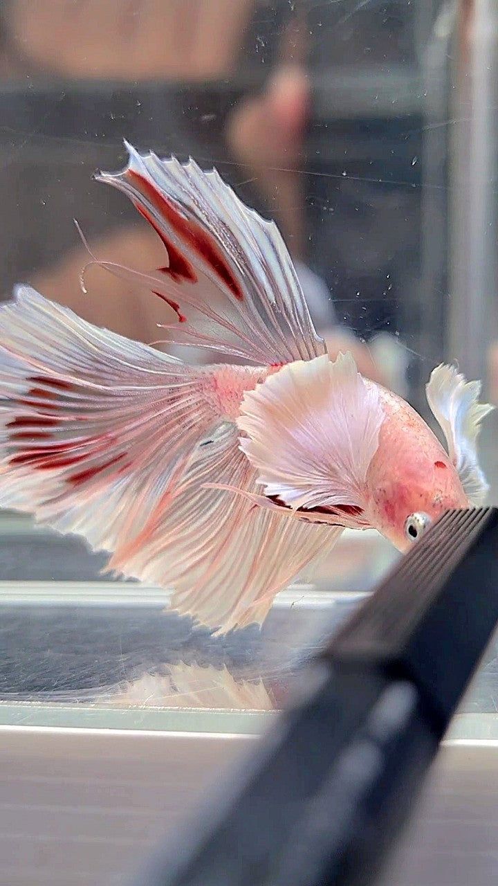 720x1280 HALFMOON DUMBO EAR WHITE CELLOPHANE TRANSPARENT BETTA FISH