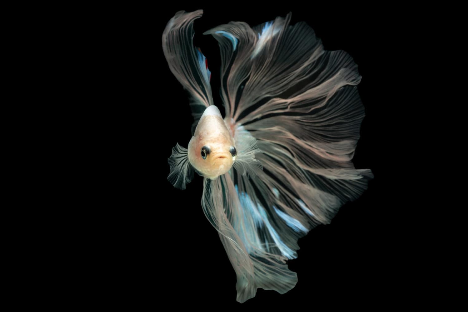 1500x1001 If Your Betta Fish Is Lying On The Bottom Of The Tank, Here's 13 Reasons Why Z Animals