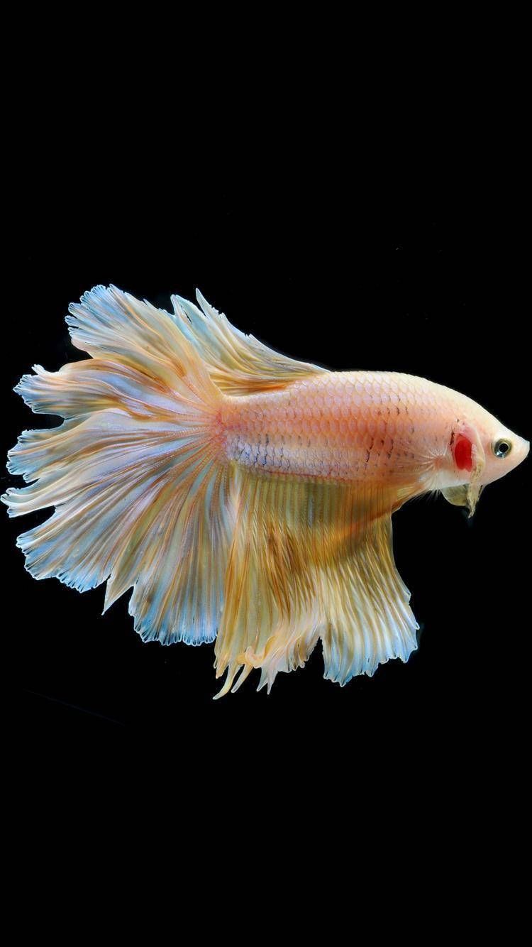 750x1334 Download Yellow White Betta Fish Wallpaper