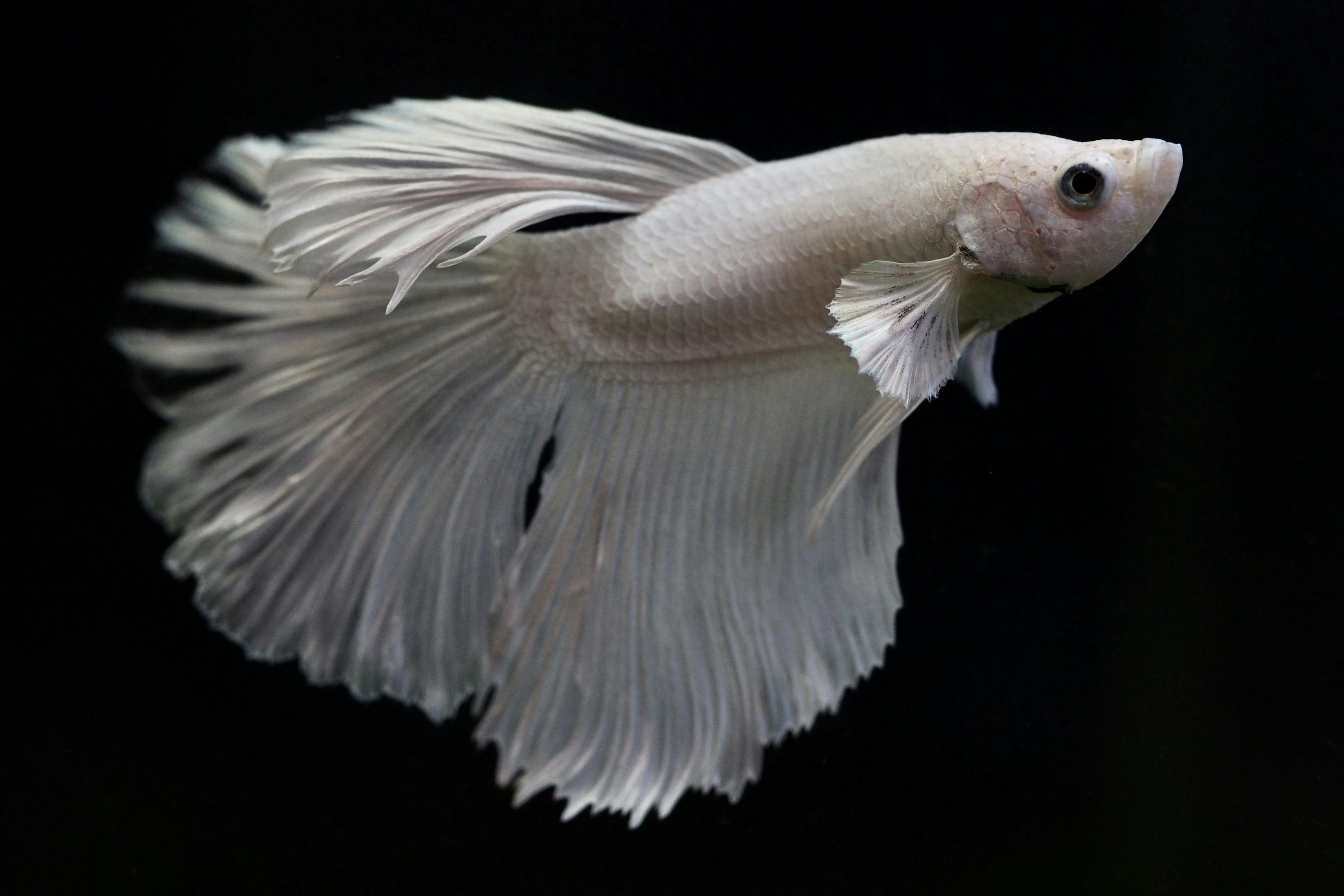 3000x2000 A white fish with a black background photo
