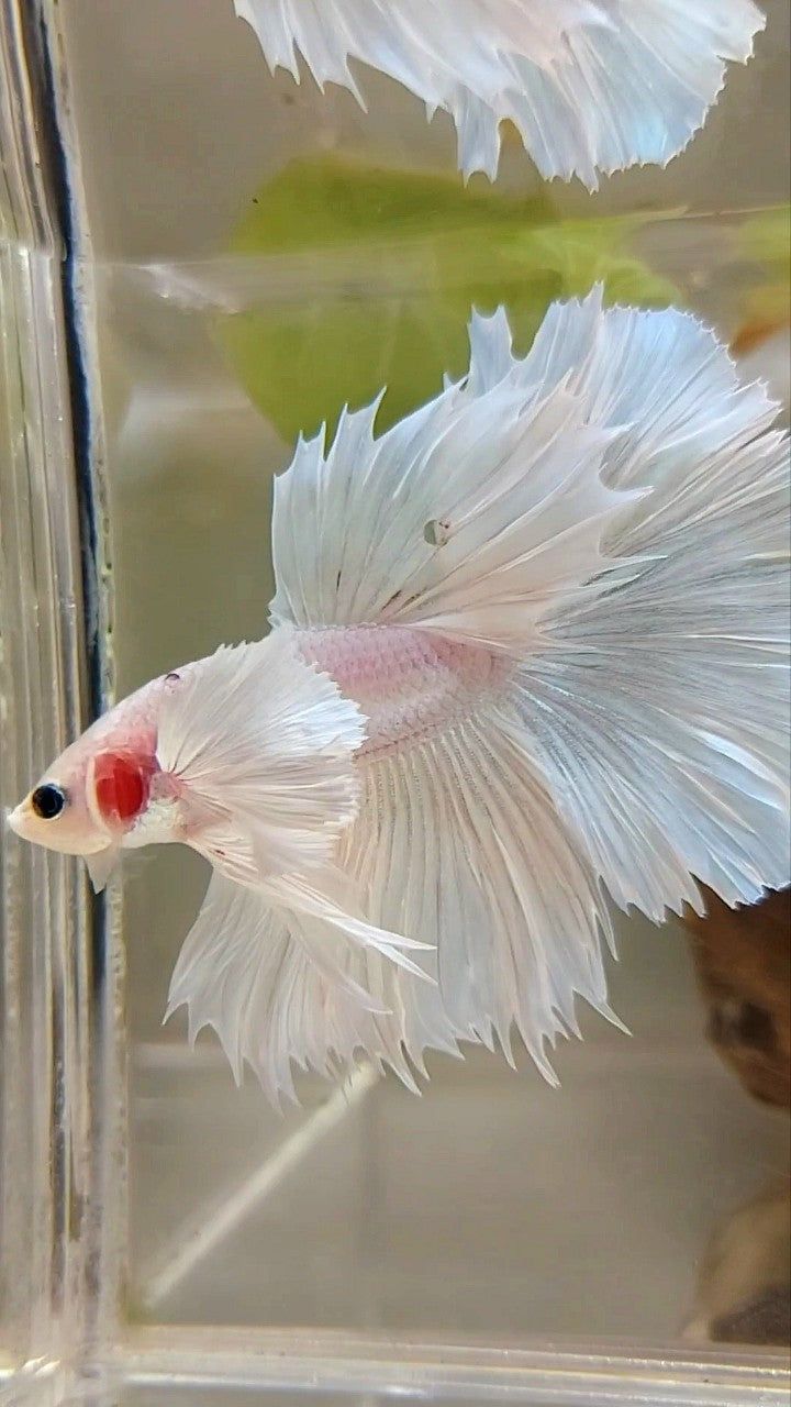 720x1280 HALFMOON SUPER DUMBO EAR ROSETAIL WHITE PLATINUM BETTA FISH