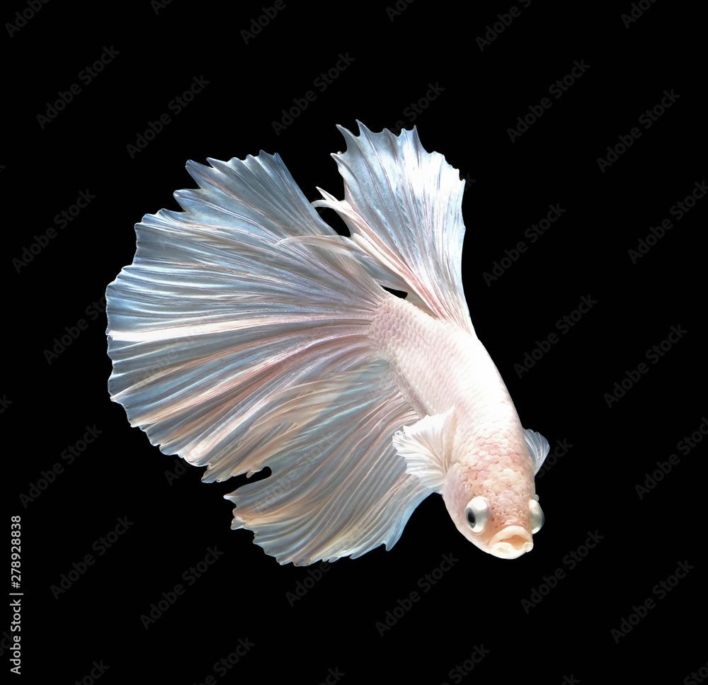 1000x967 White betta fish are fighting, Siamese fighting fish, Betta fish on black background
