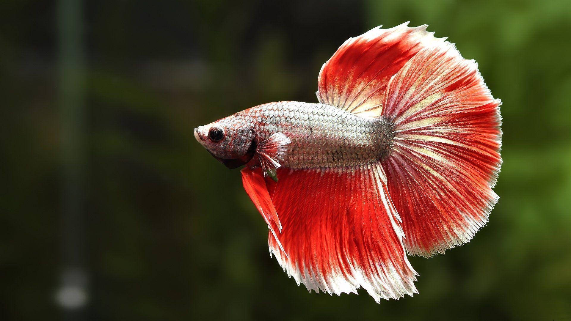 1920x1080 Download Vibrant Red Betta Fish Swimming in Pristine Aquarium Wallpaper