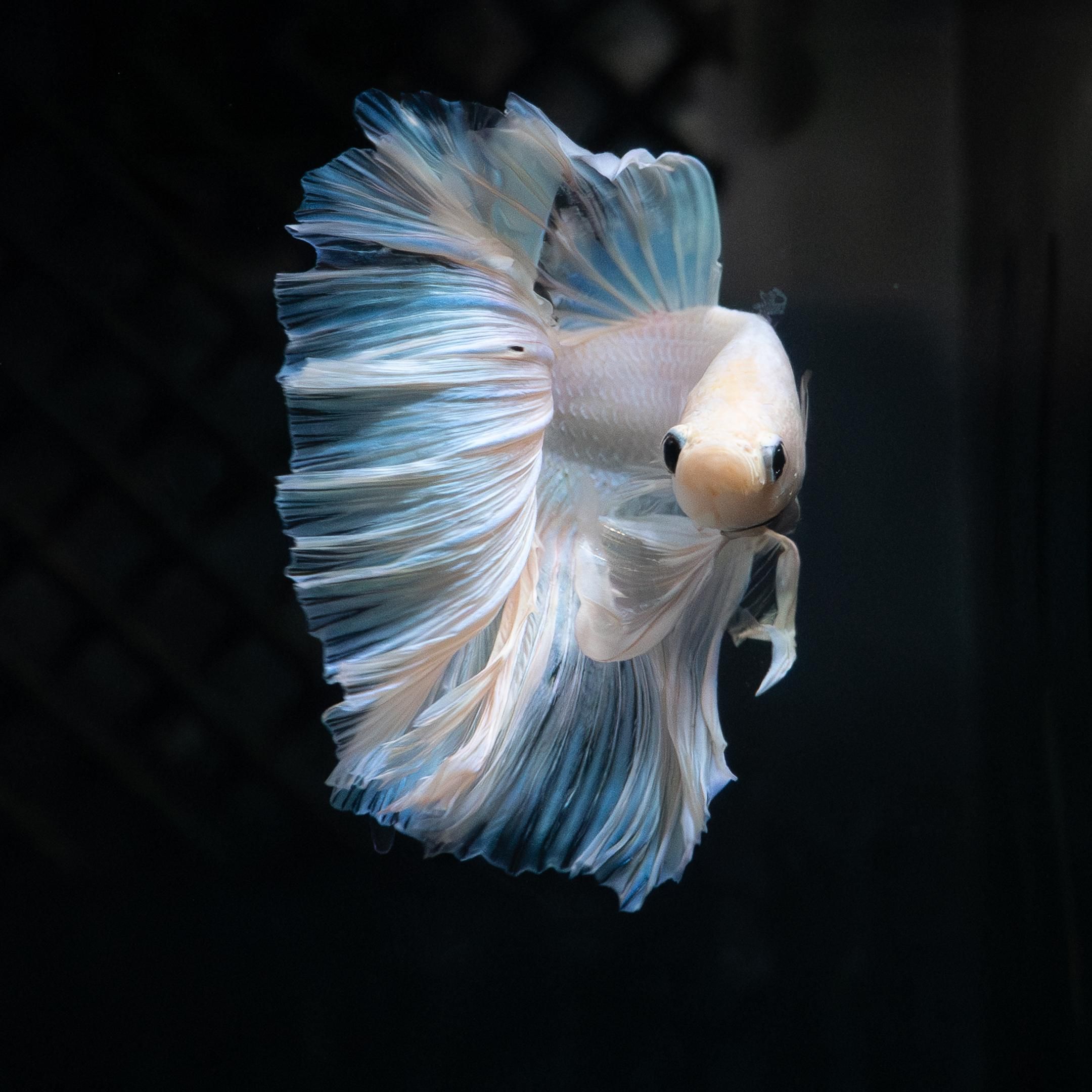 2160x2160 White Delta Betta