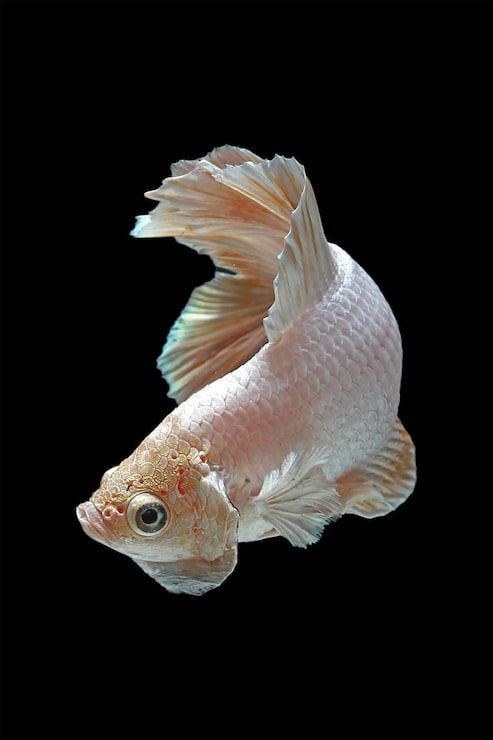 493x740 Fish wallpaper white background Image