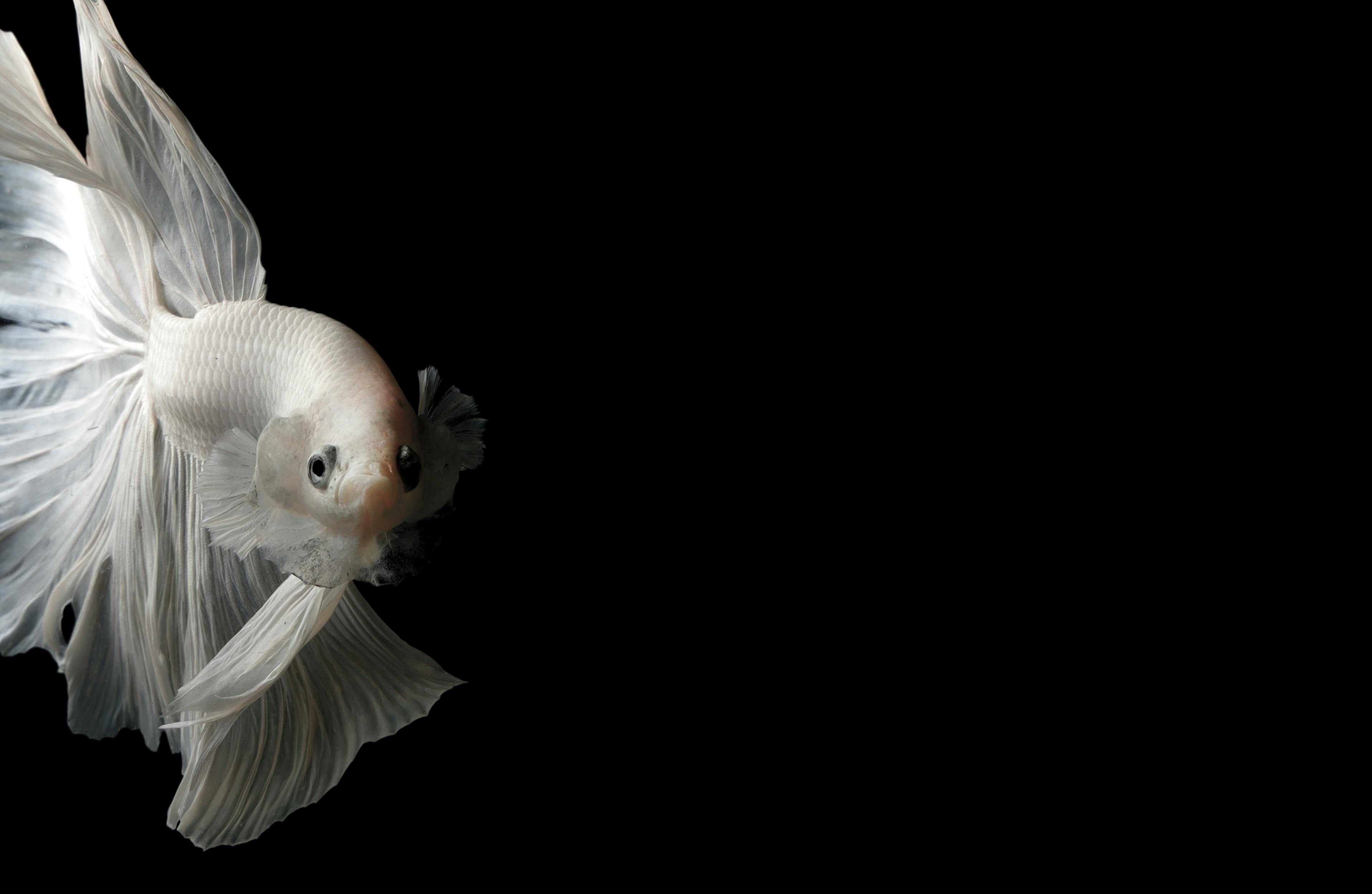 3832x2496 Chevanon Photography