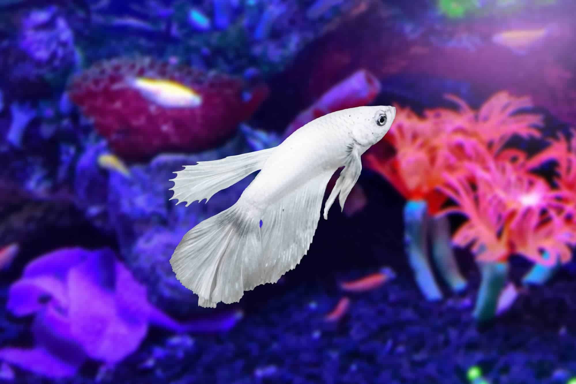1999x1333 The Best Betta Fish Species To Keep In Your Tank