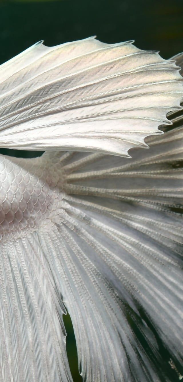 640x1338 What are you actually feeding your betta?