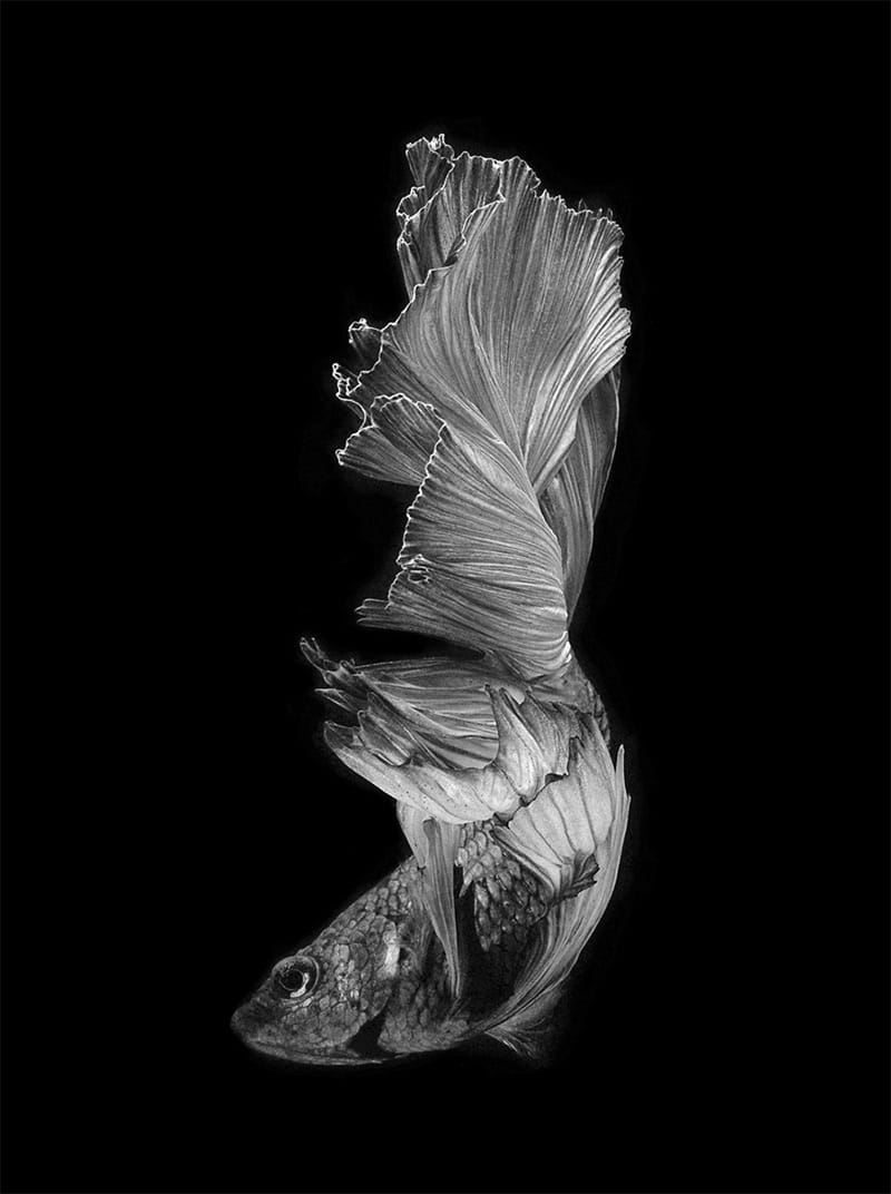 800x1072 Portraits of Siamese Fighting Fish