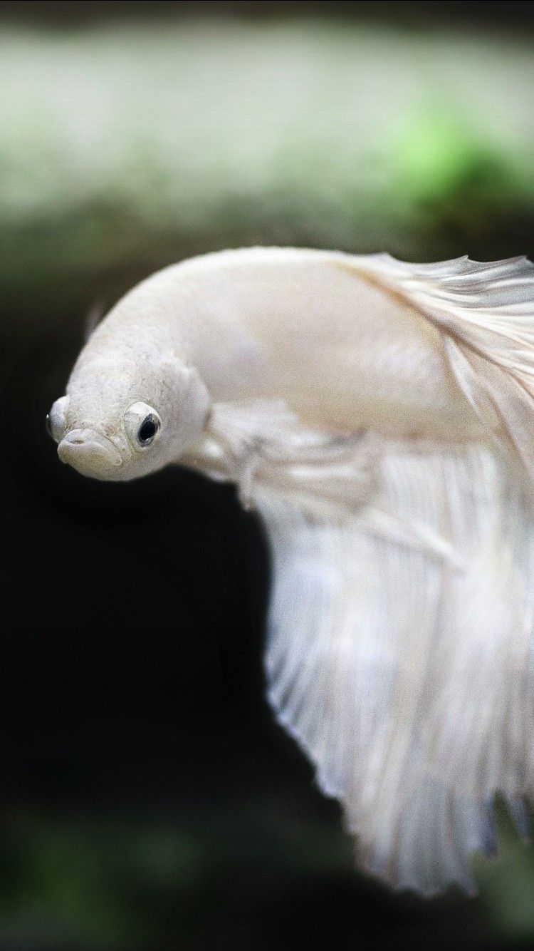 750x1334 White Siamese Fighting Fish 4K HD Animals Wallpaper