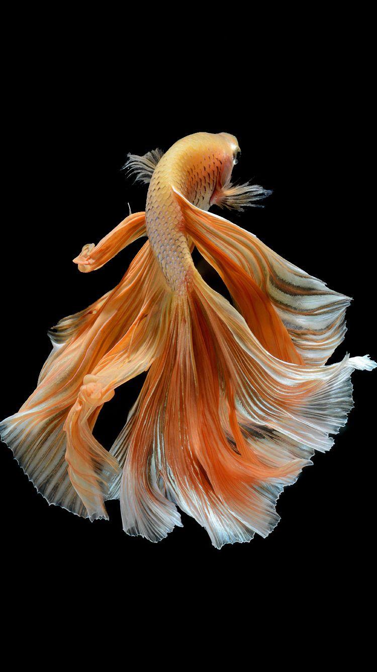 750x1334 Betta Fish Wallpaper