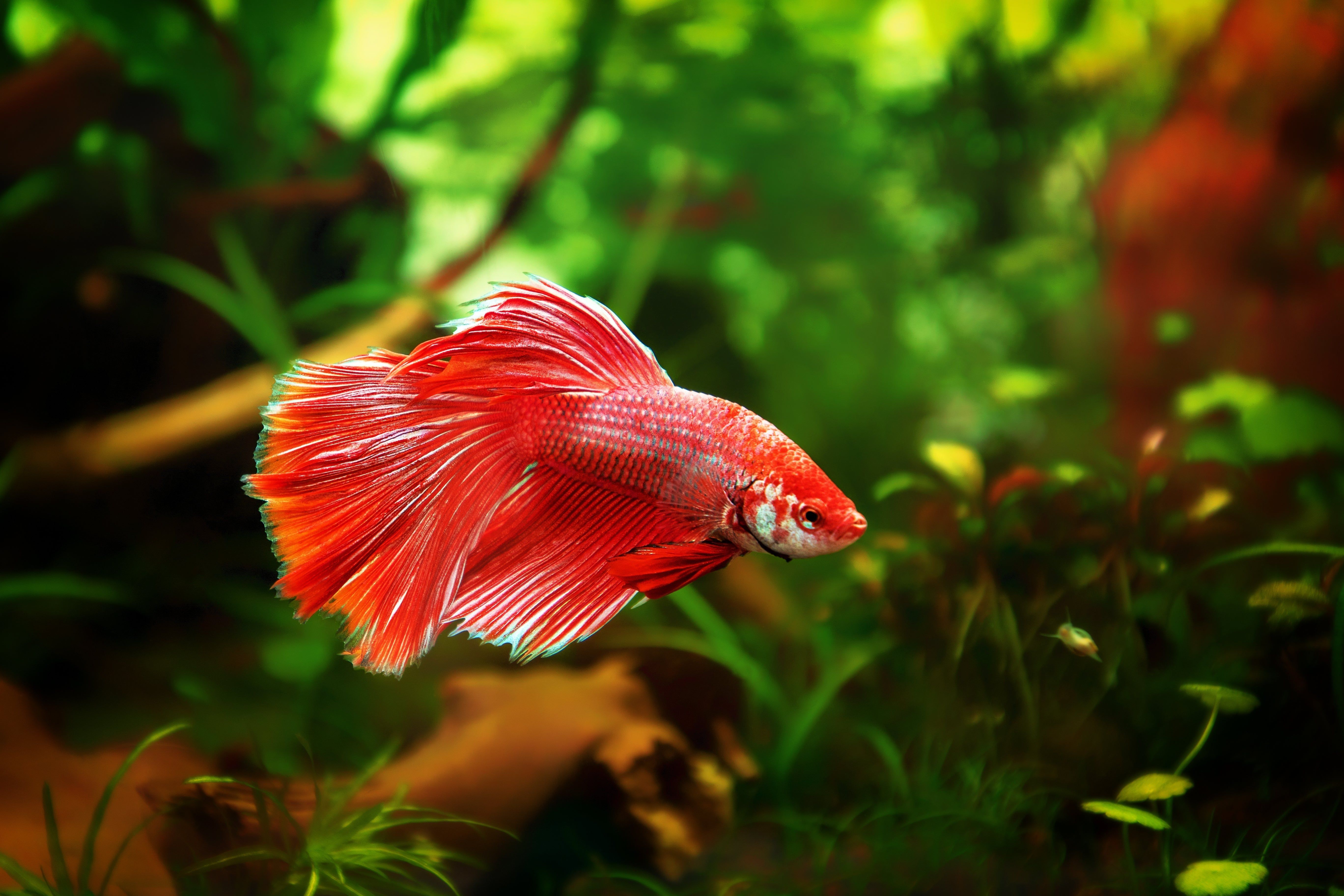 5472x3648 Best Tank Mates for Betta Fish