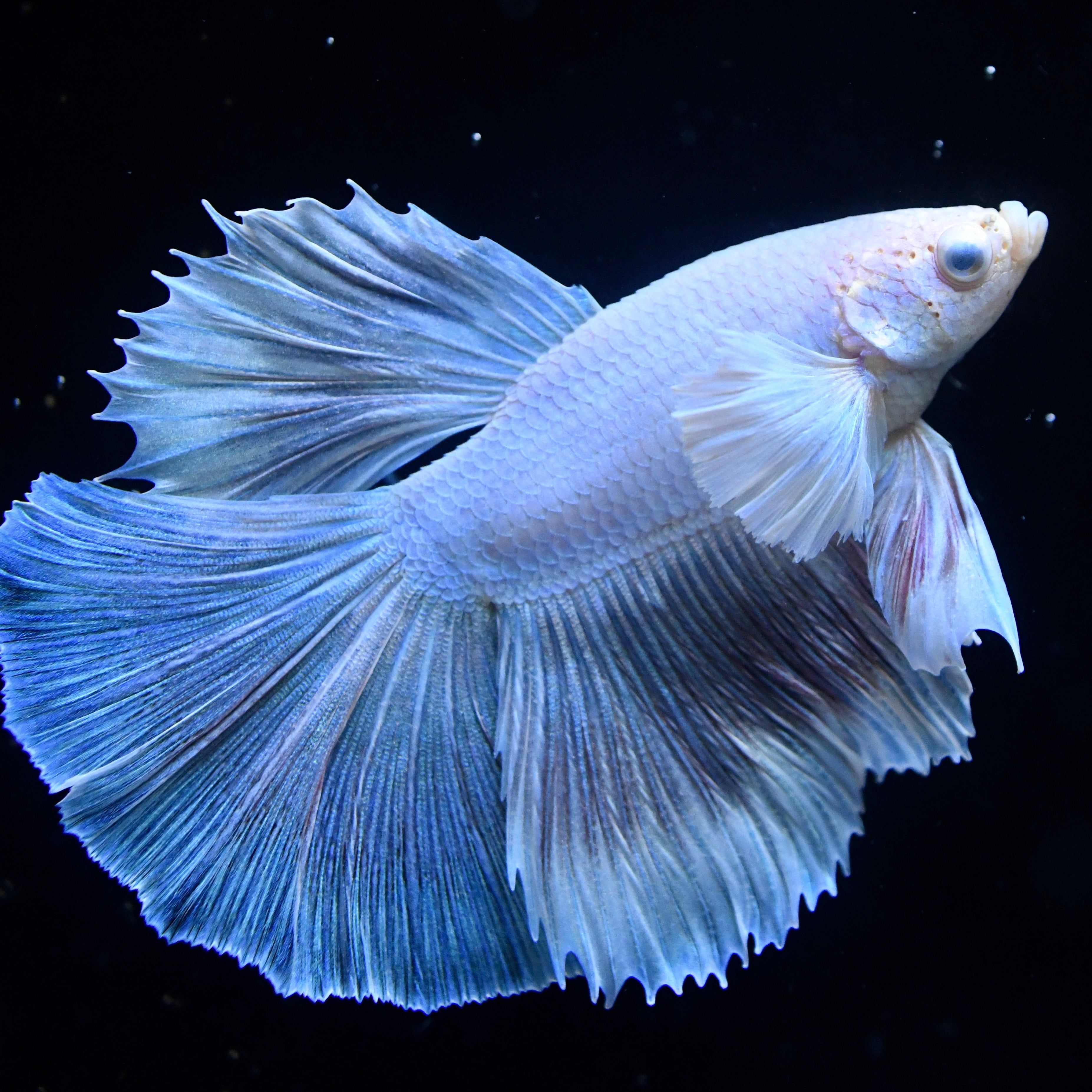 3707x3707 Pastel White Dumbo Halfmoon Betta