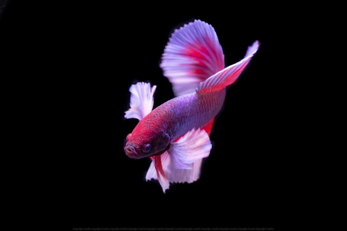 1125x750 Colorful Betta Fish with Flowing Fins on Black · Free