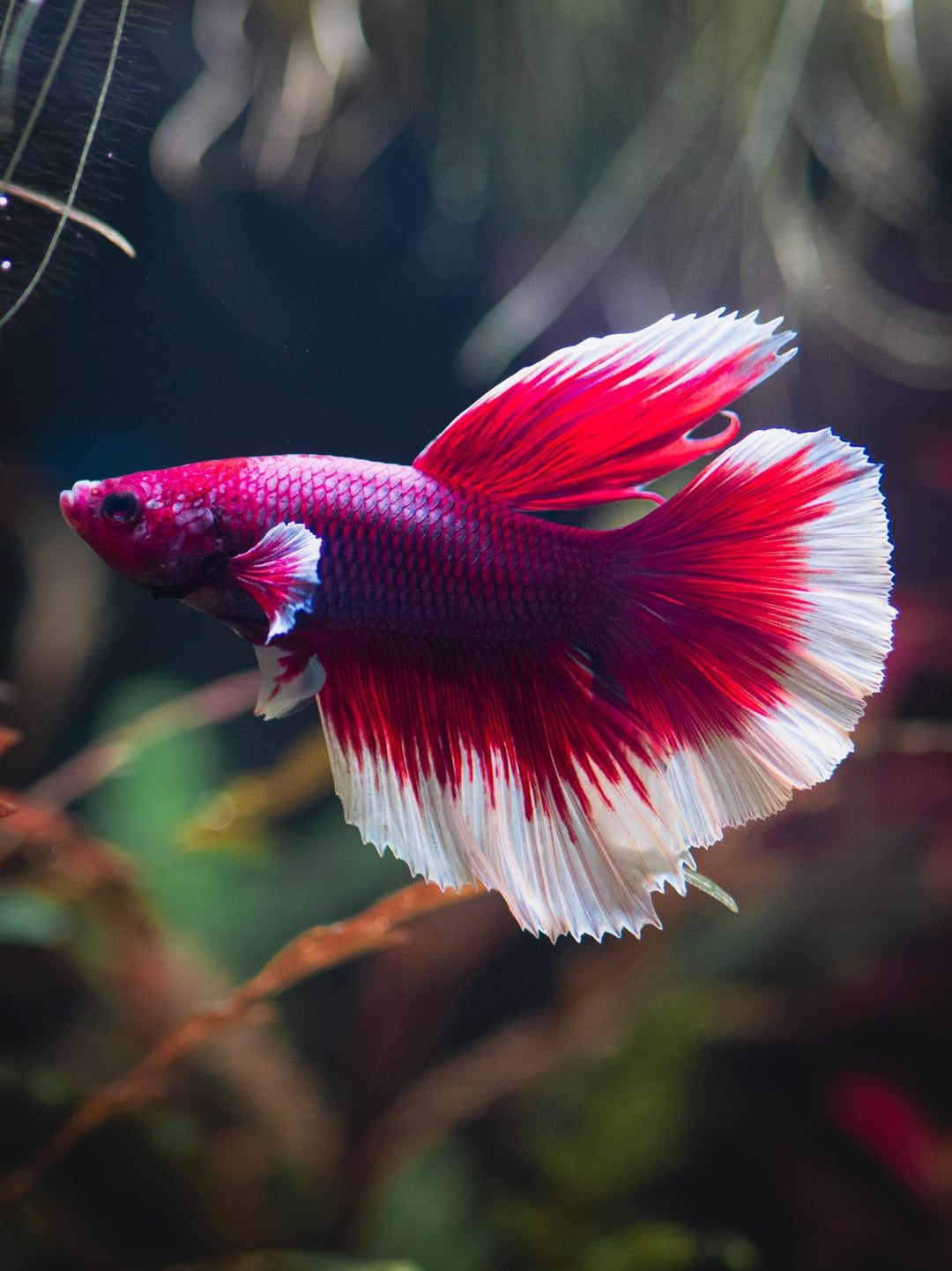 1080x1442 First time betta owner