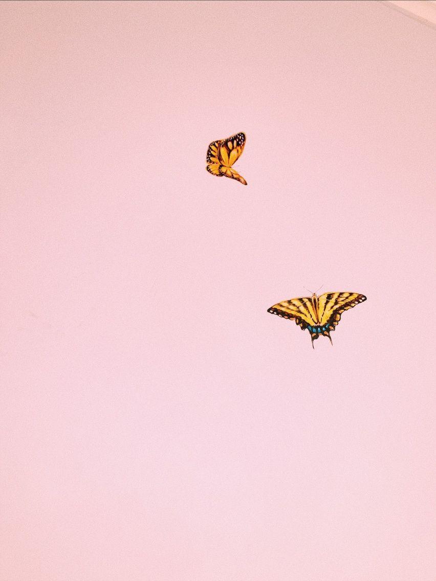 VSCO Butterfly Wallpapers - Top Free VSCO Butterfly Backgrounds