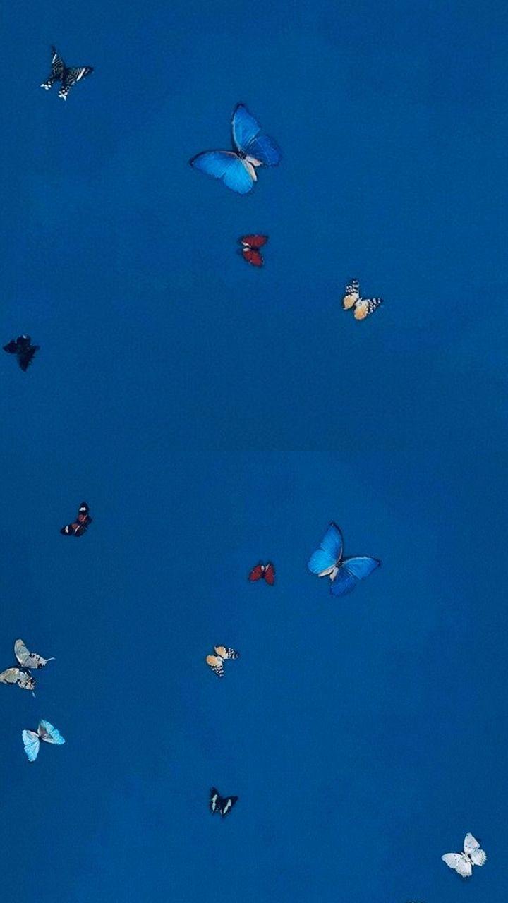 720x1280 Aesthetic Butterfly Picture Wallpaper