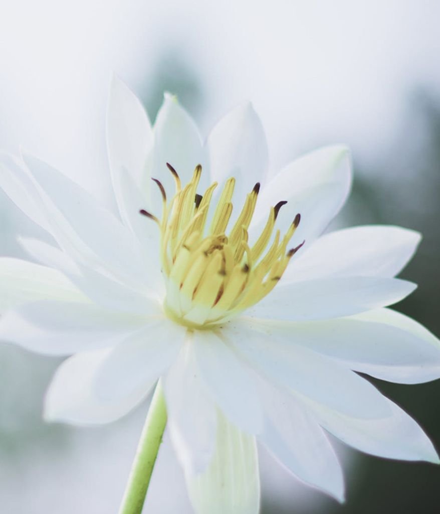 878x1024 Ileigh Elizabeth Grace Henson Obituary October 2011 Grisell Funeral Home