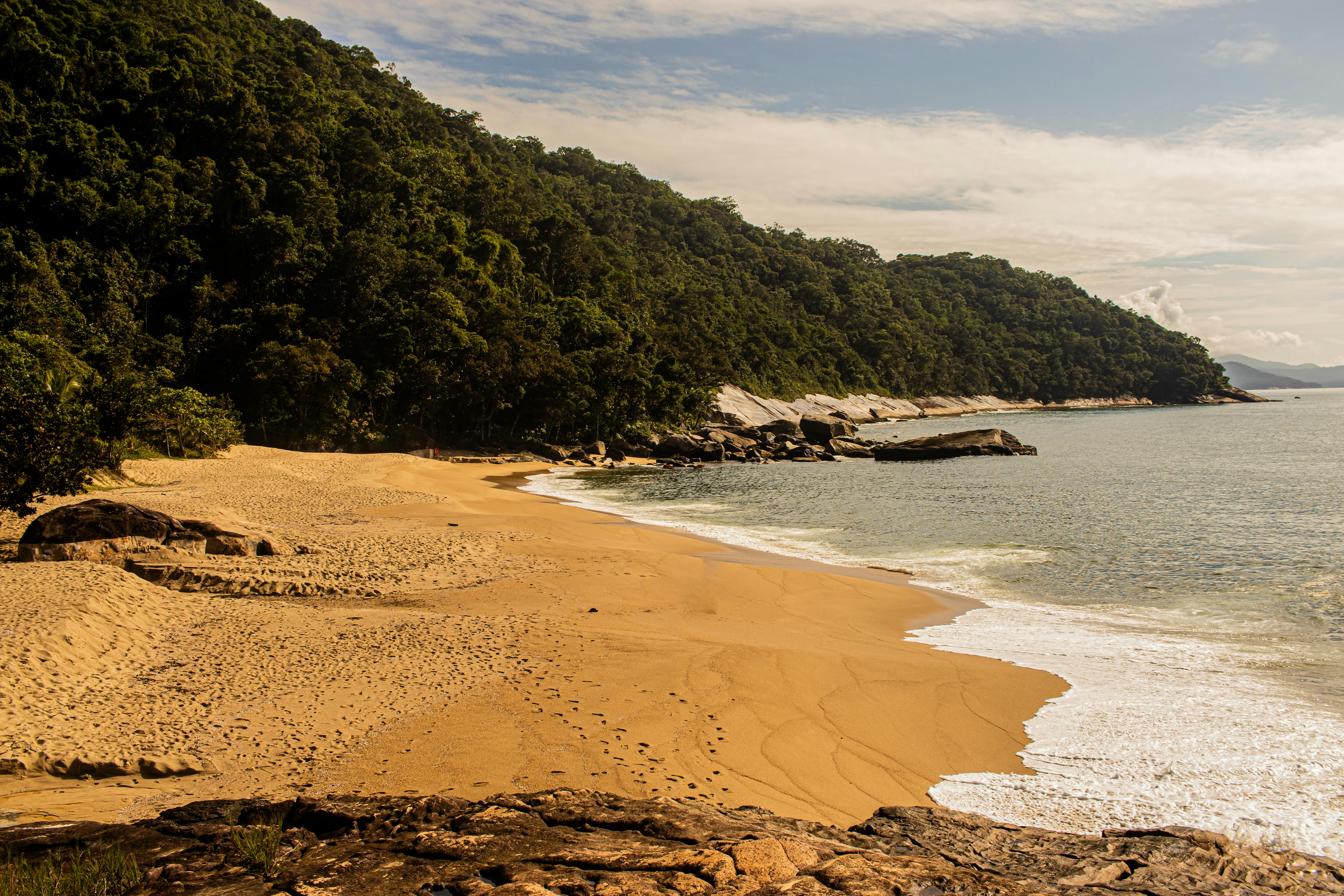 6000x4000 Tranquil Beach Landscape with Dense Forest · Free