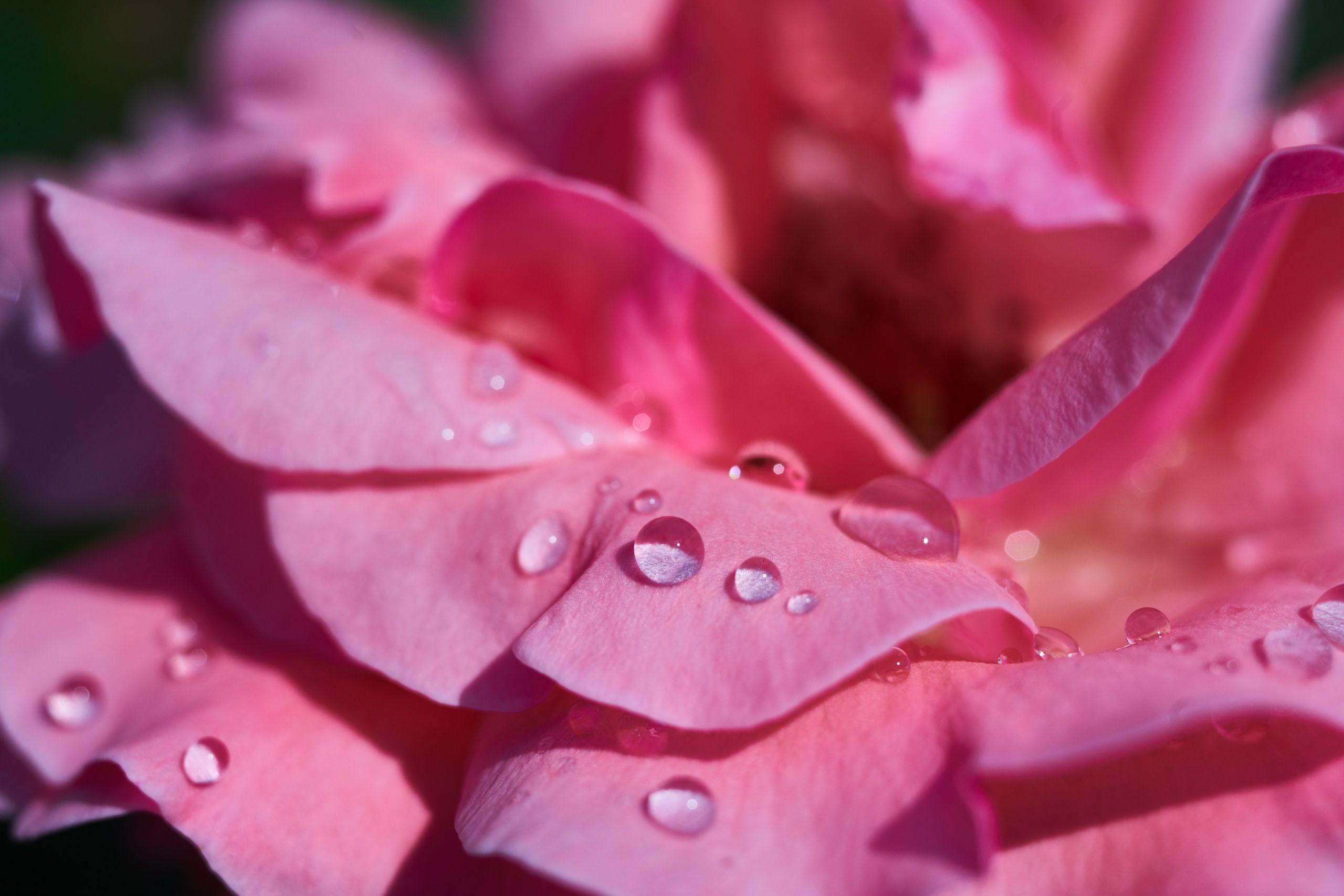 2560x1707 Desktop Wallpaper rose Petals Pink color Drops Flowers 2560x1707