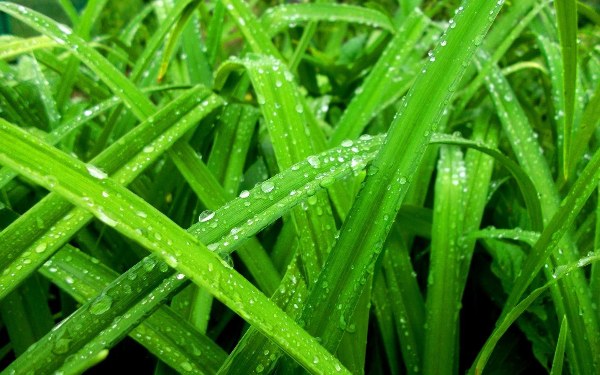 1920x1200 Color, Grass, Water, Green, Spring Seasons, Earth, Windows, Rain