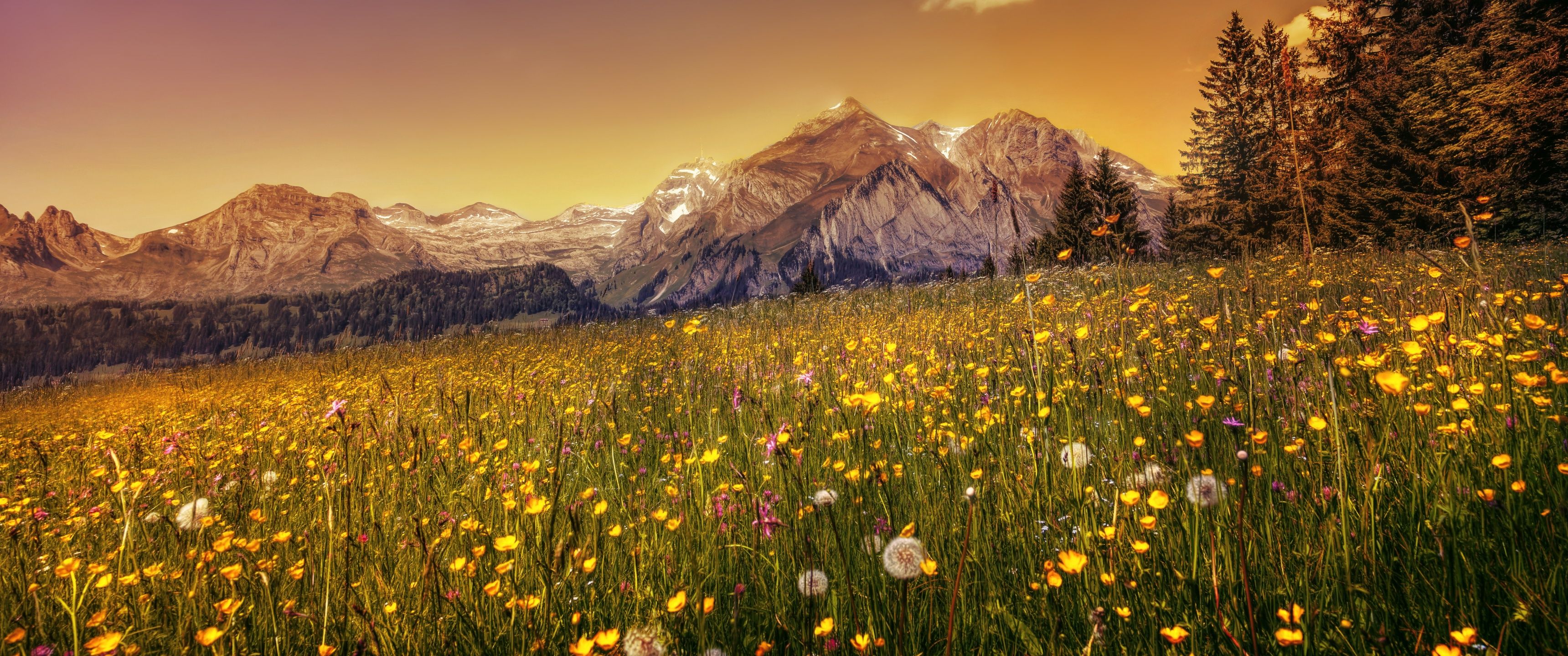 3440x1440 Buttercup field Wallpaper 4K, Yellow flower, Alpstein