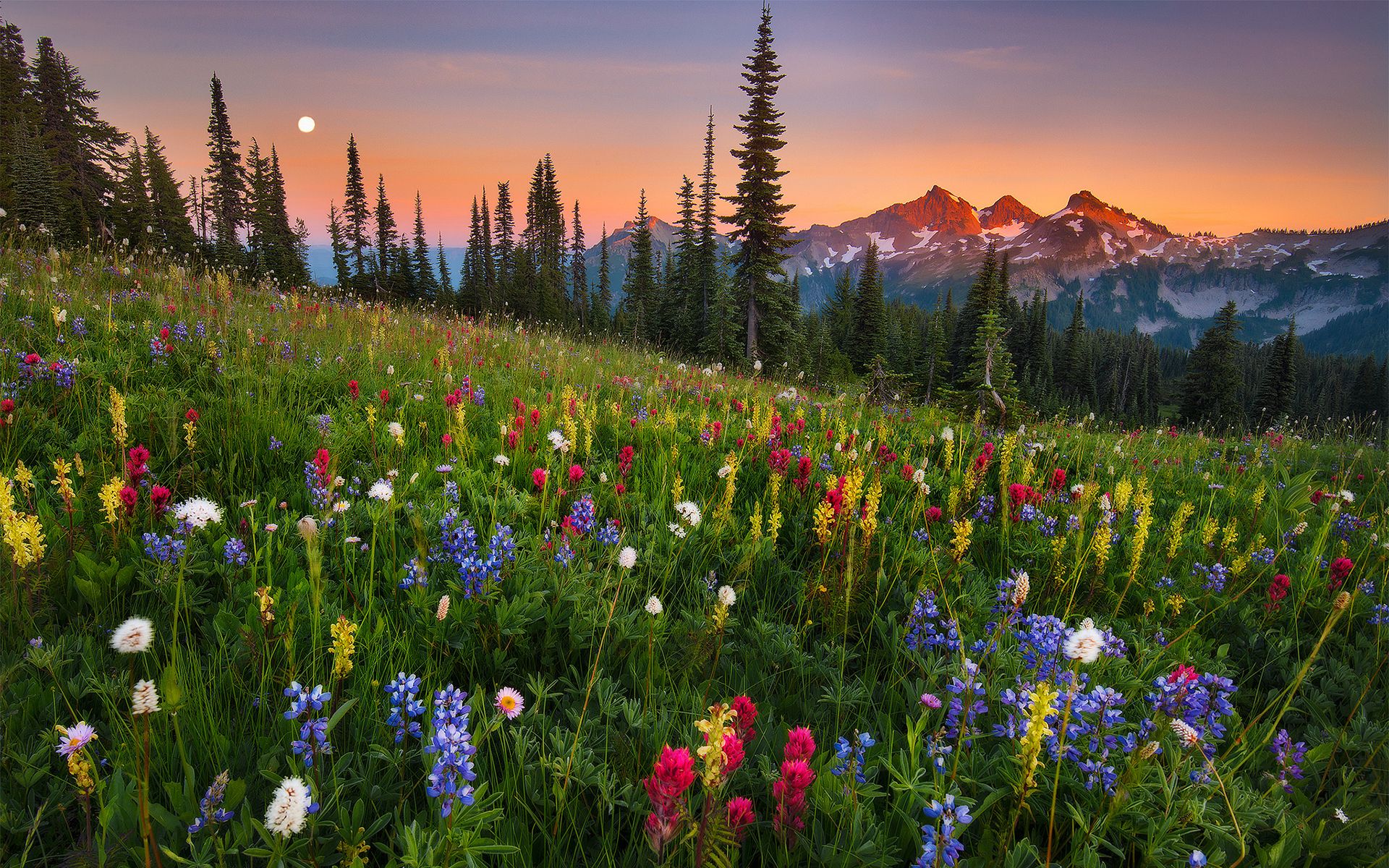 1920x1200 Wallpaper moonrise, field, flowers, mountain for mobile and desktop, section пейзажи, resolution 1920x1200