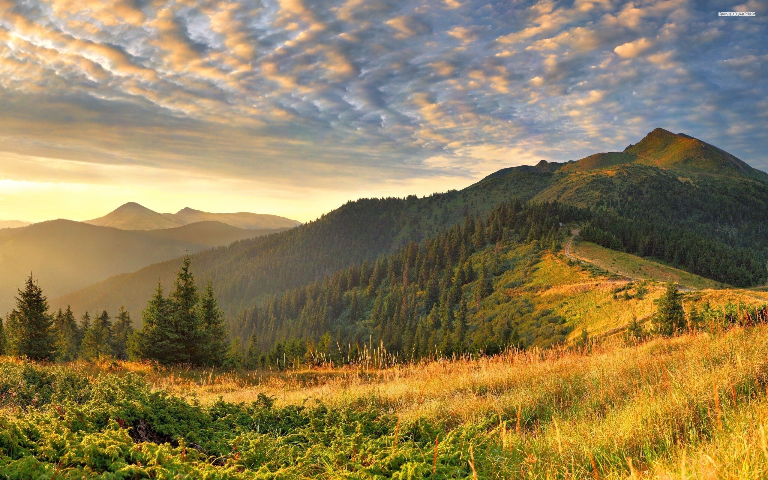 2560x1600 Mountain Field Wallpaper 2560x1600 56815