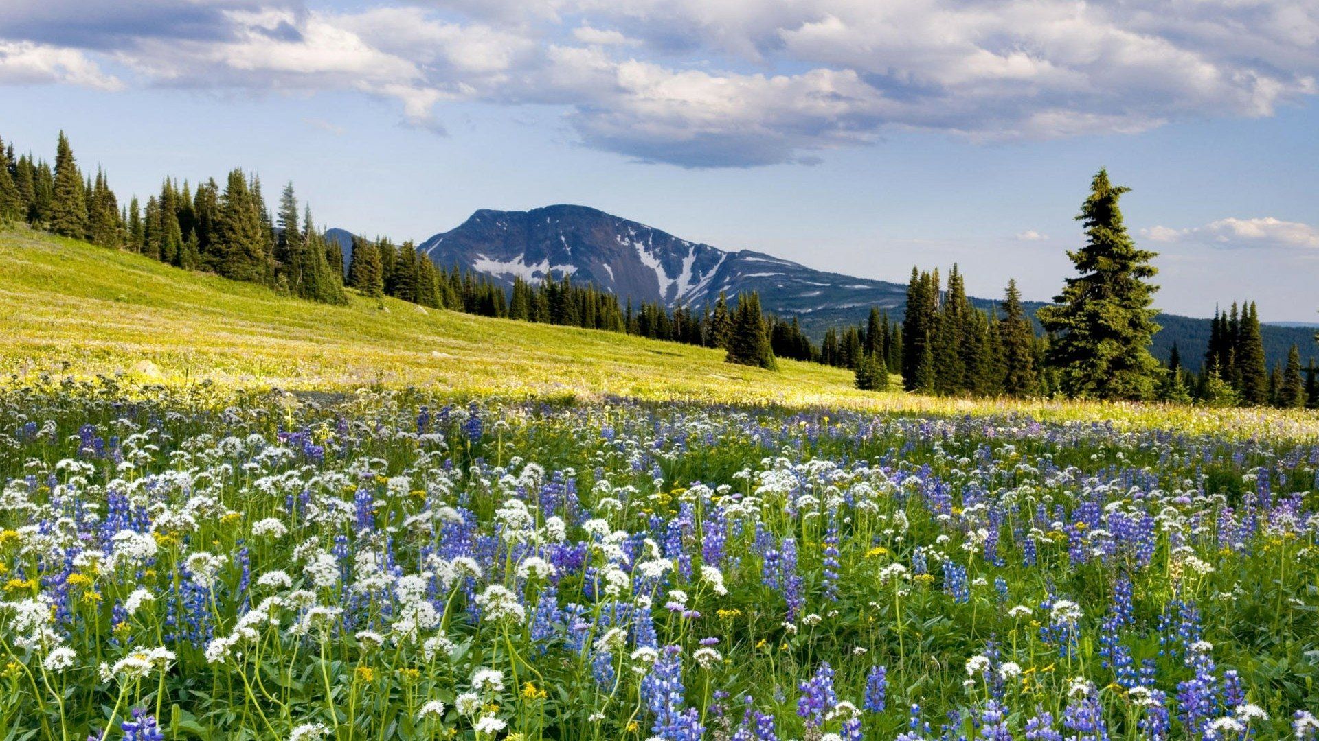 1920x1080 Vibrant Flower Fields: A Stunning HD Wallpaper of Nature's Beauty**x1080