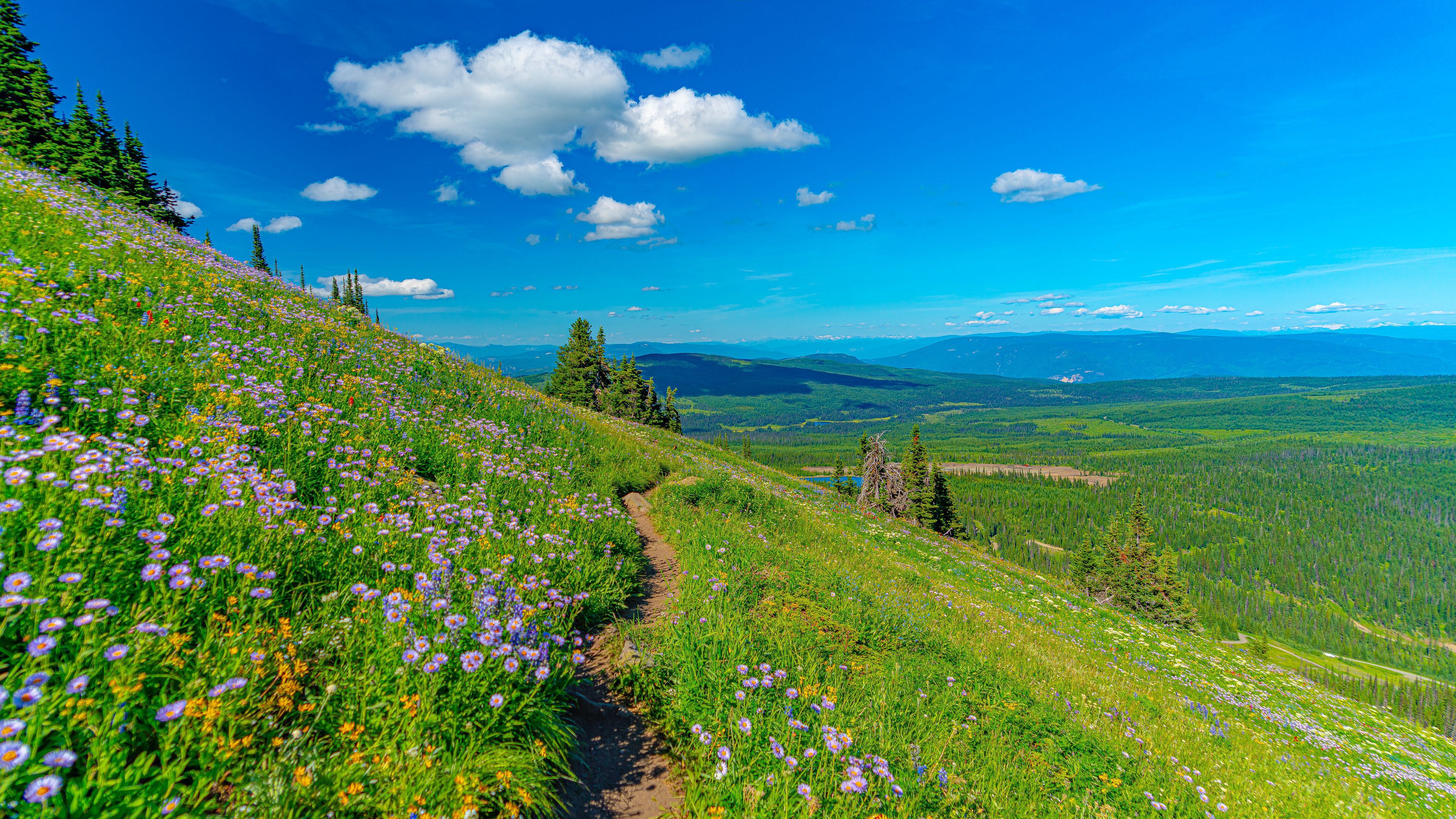 3840x2160 Mountain Pathway Between Grass Field And Flowers In Background Of Blue Sky And Clouds 4K HD Nature Wallpaper