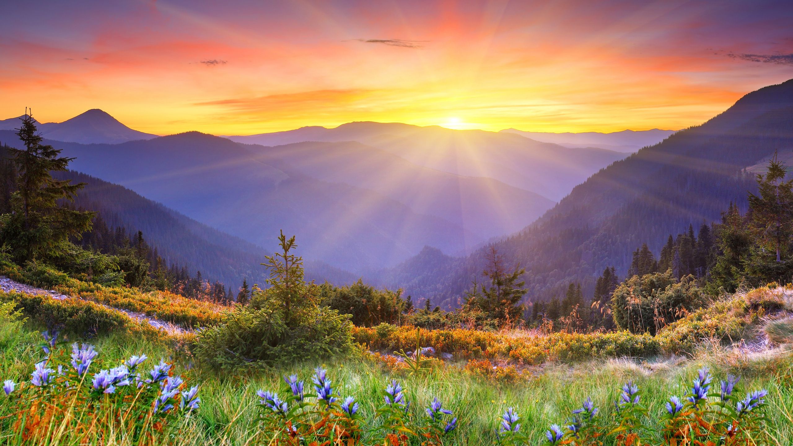 2560x1440 Wallpaper Purple Flower Field Near Mountain During Daytime, Background Free Image