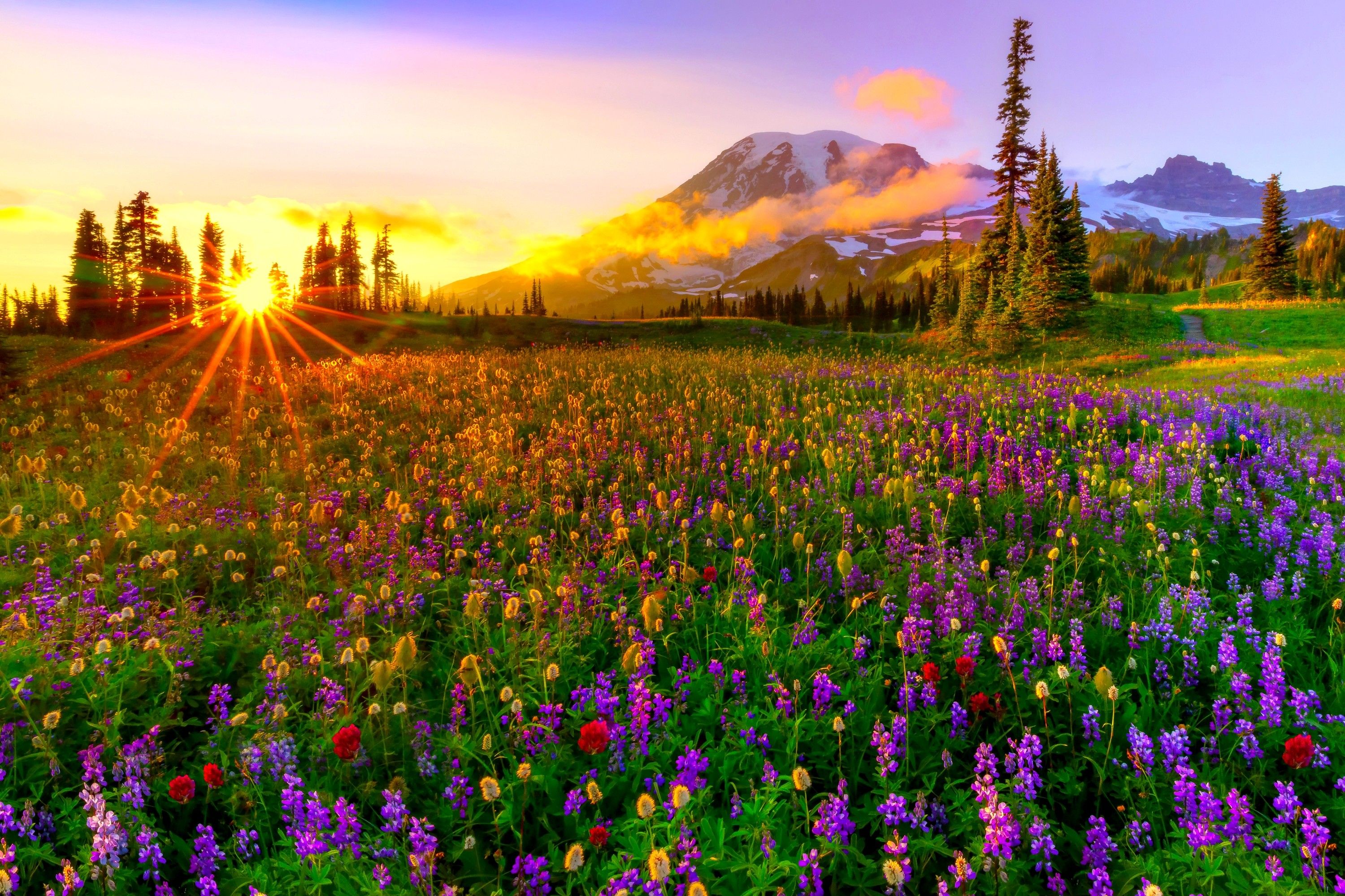 3000x2000 Desktop wallpaper: Spring, Wildflower, Field, Meadow, Landscape, Earth, Flower, Mountain, Sunset 4K free download for PC. 747849
