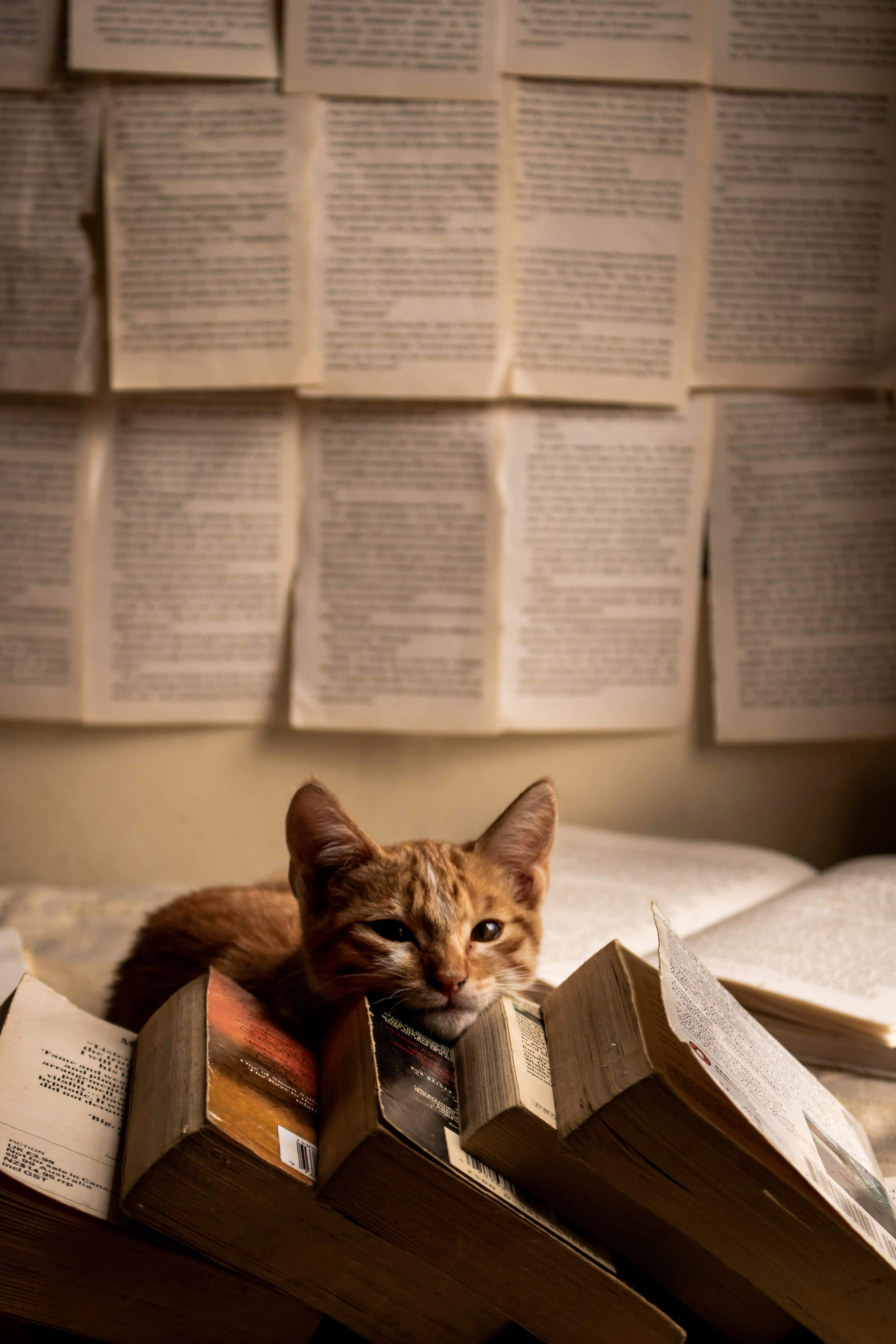 3000x4500 Cat Book Picture. Download Free Image