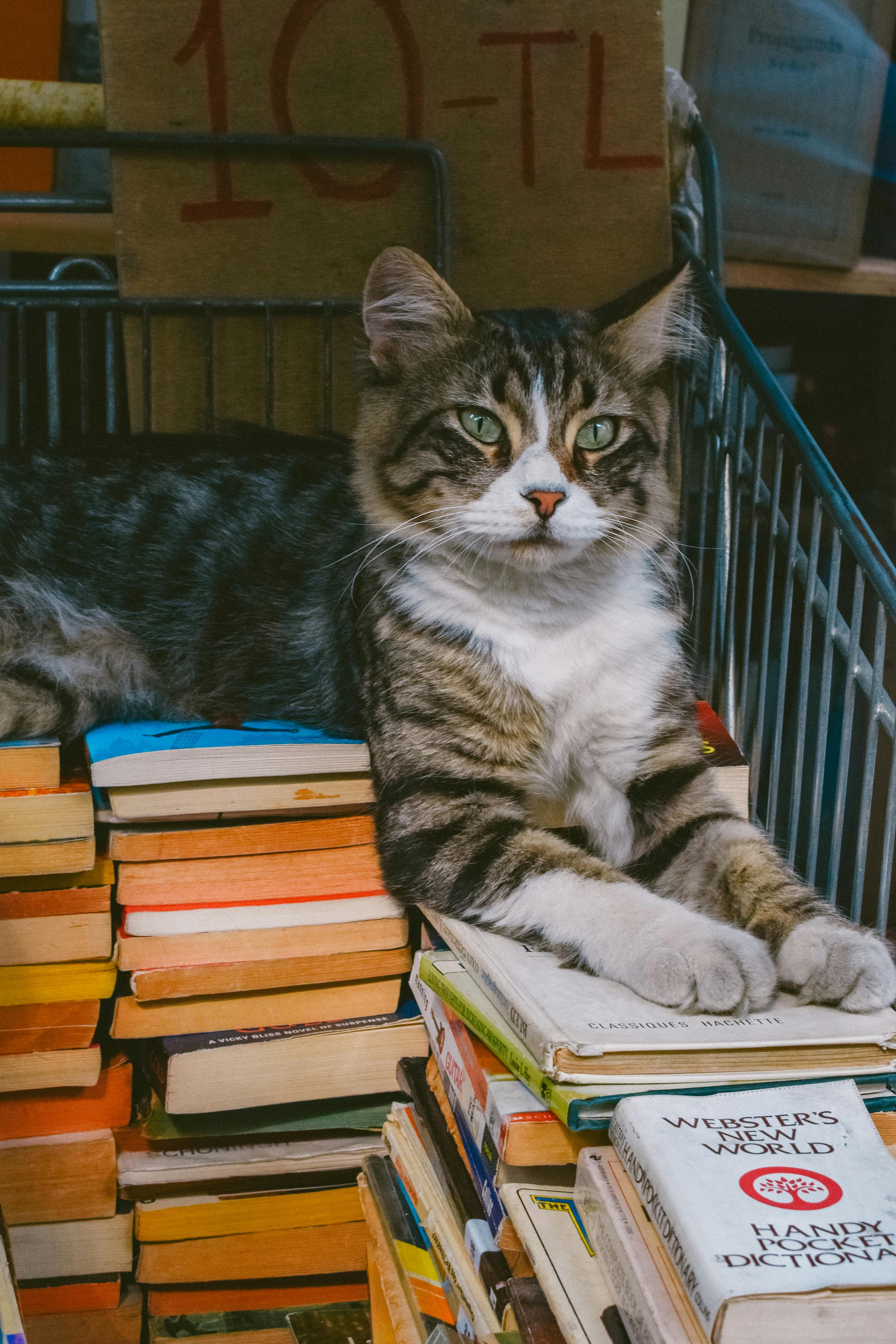 3447x5170 A cat sitting on top of a stack of books · Free