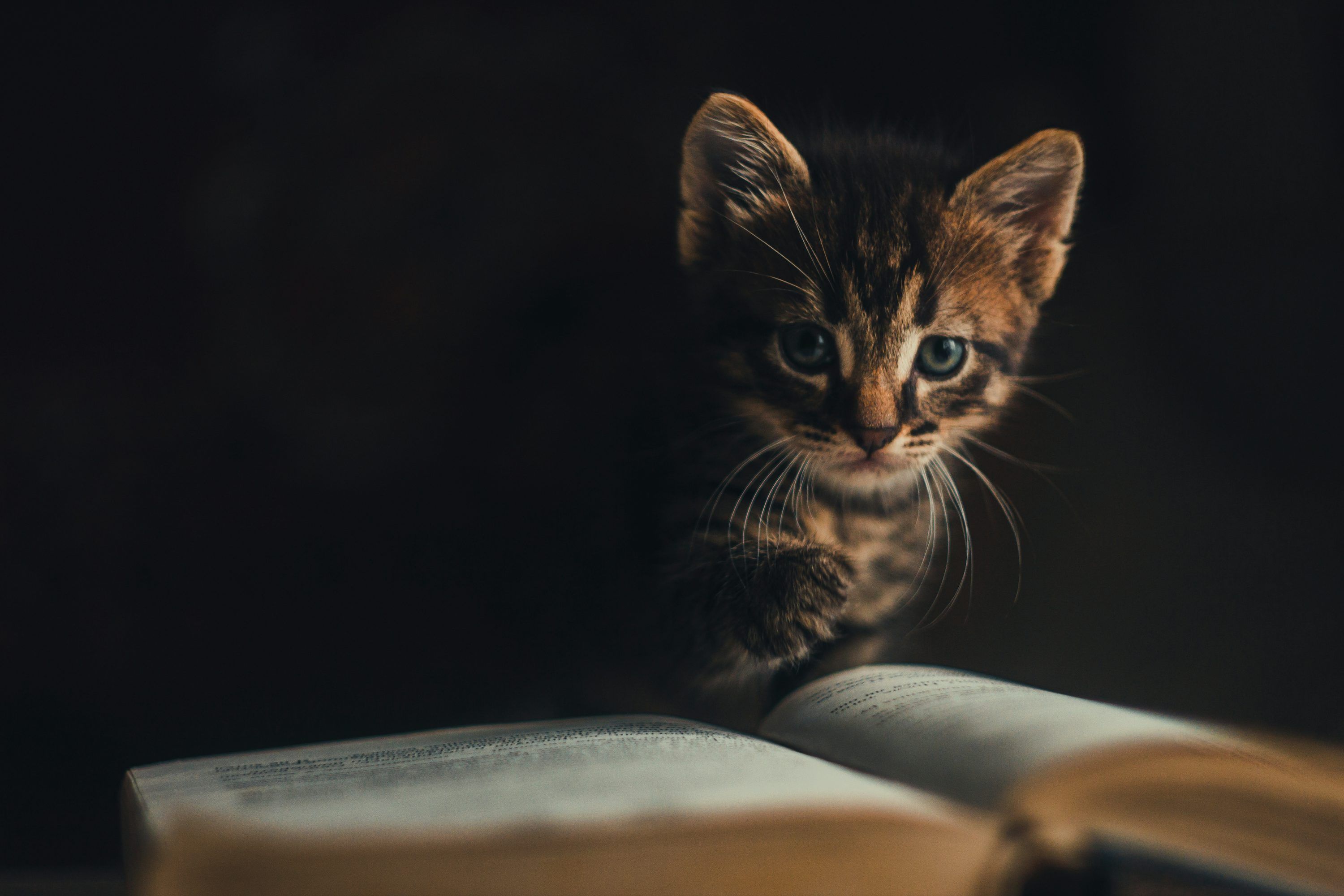 3000x2000 Cat Book Picture. Download Free Image