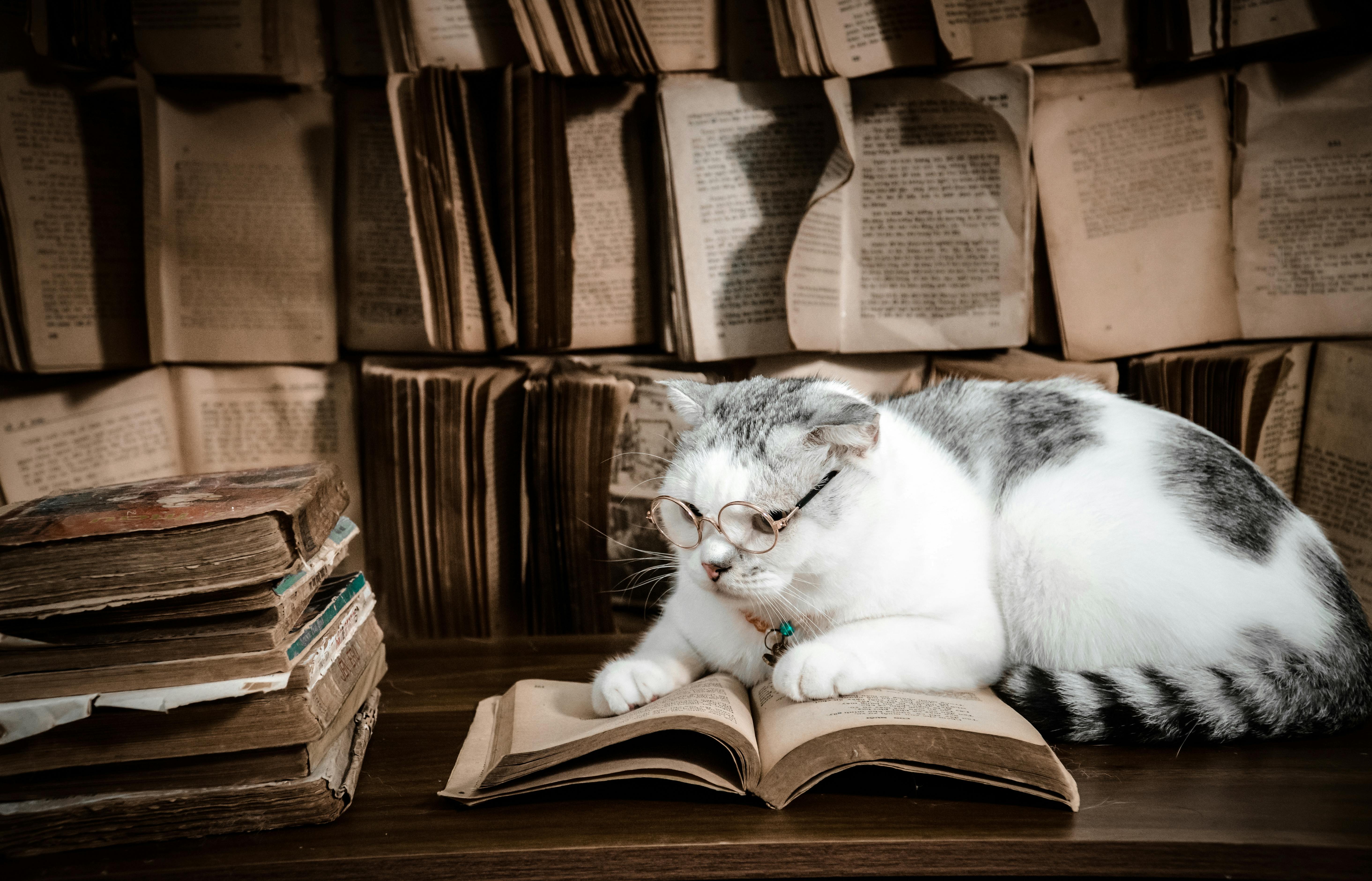 5857x3760 Cute Cat in Glasses Reading Book · Free