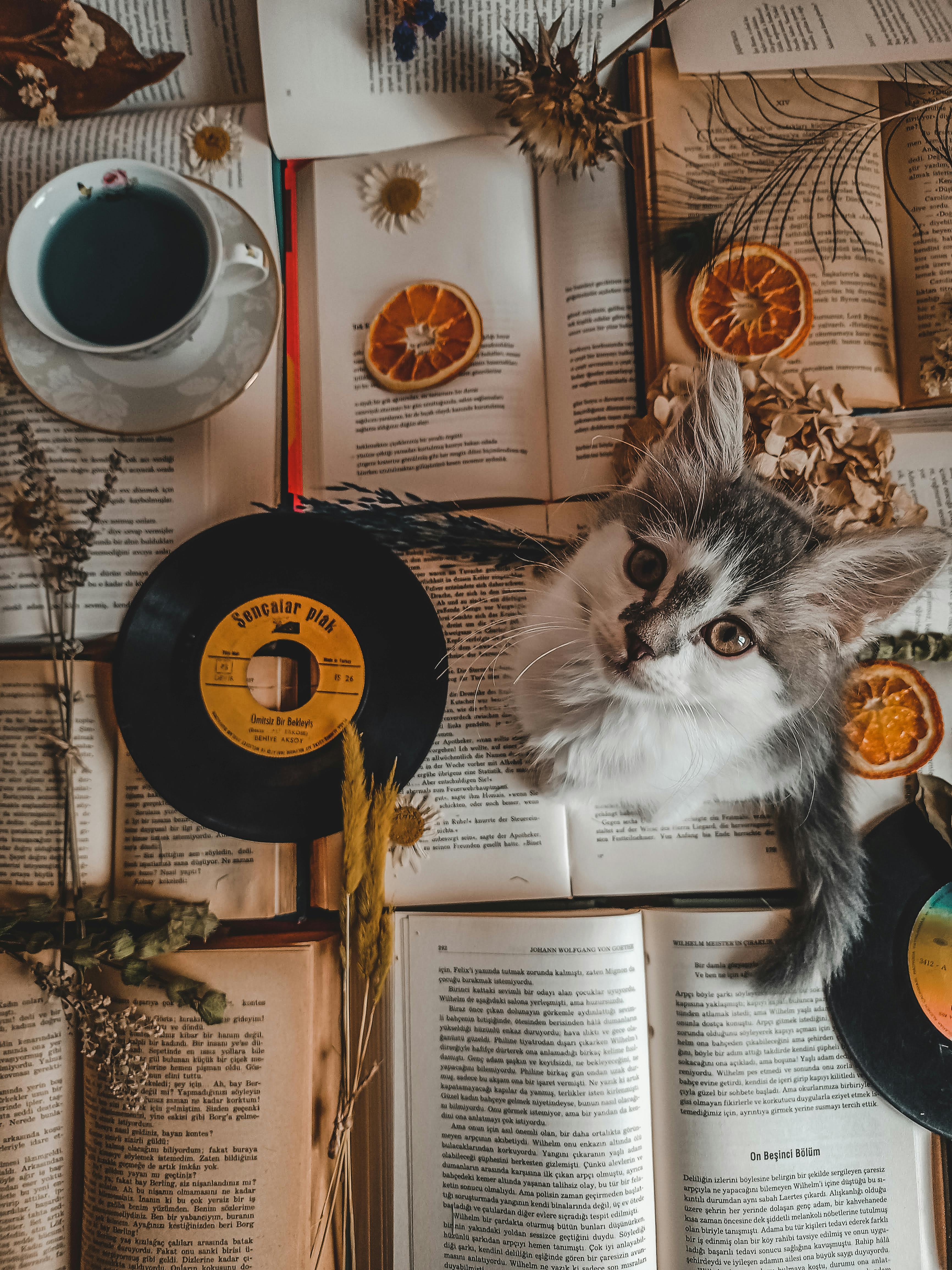 3464x4618 A Cute Cat Sitting on an Open Books · Free