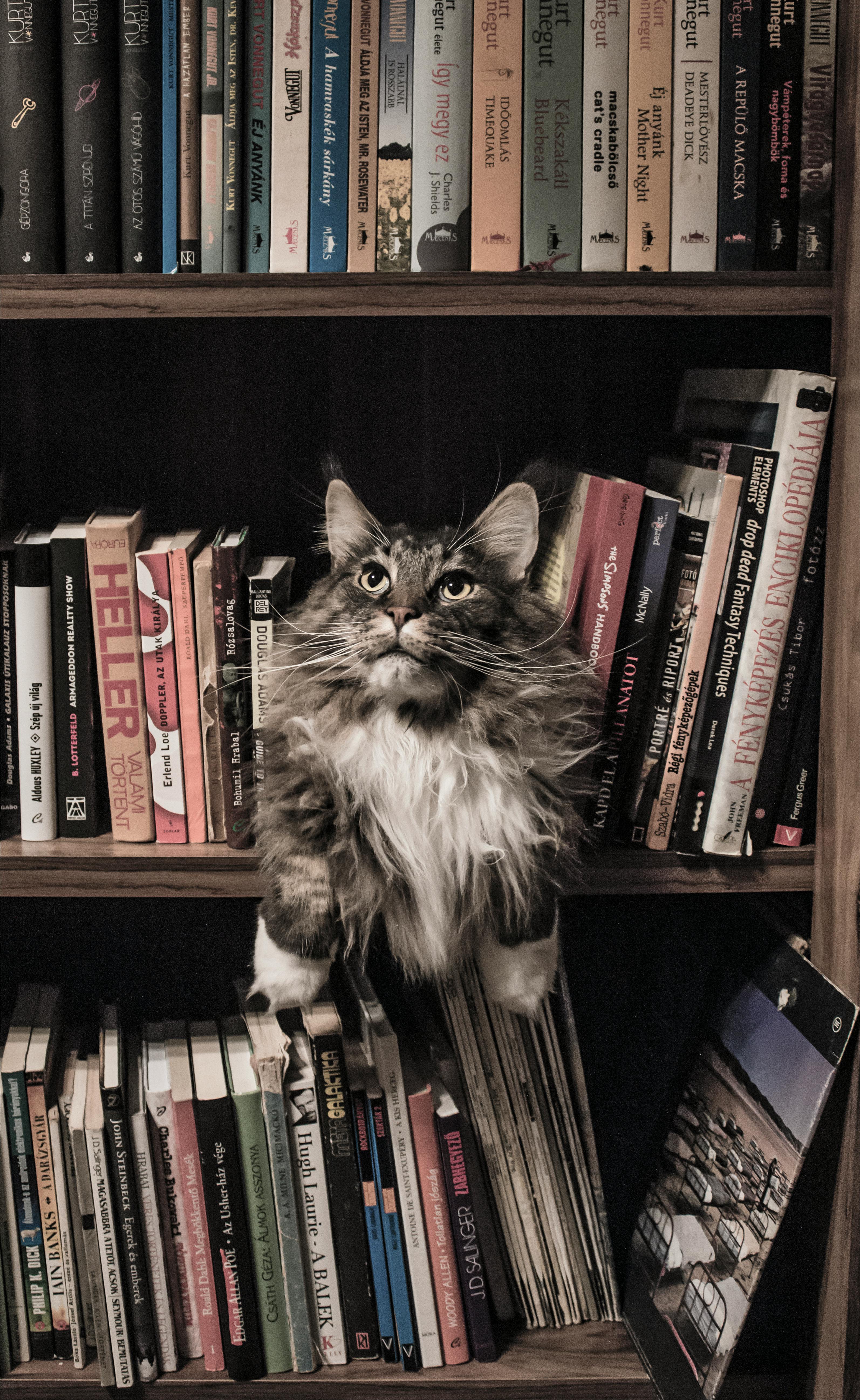 3188x5189 Grey and White Long Coated Cat in Middle of Book Son Shelf · Free